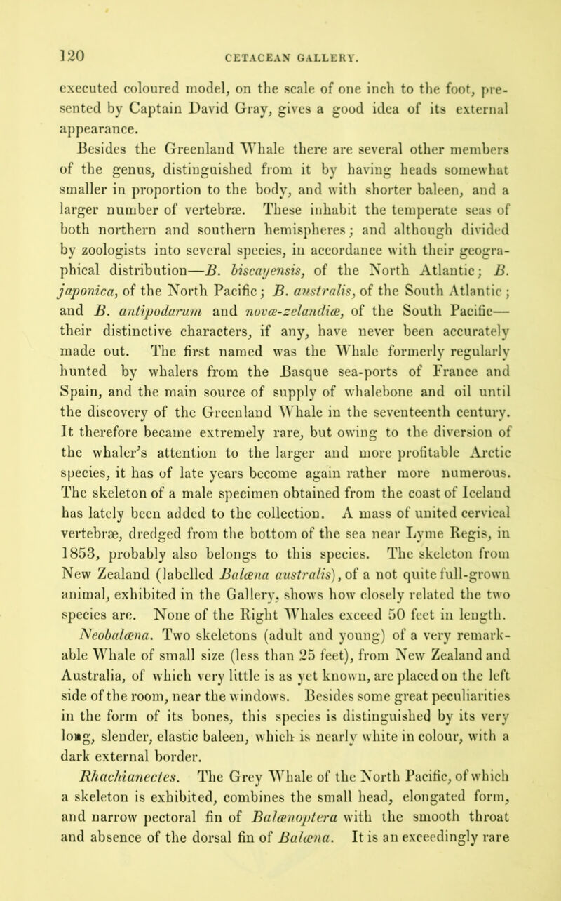 ]20 executed coloured model, on the scale of one inch to the foot, pre- sented by Captain David Gray, gives a good idea of its external appearance. Besides the Greenland AVhale there are several other members of the genus, distinguished from it by having heads somewhat smaller in proportion to the body, and with shorter baleen, and a larger number of vertebrae. These inhabit the temperate seas of both northern and southern hemispheres; and although divided by zoologists into several species, in accordance with their geogra- phical distribution—B. hiscaijensis, of the North Atlantic; B. japonica, of the North Pacific; B. australis, of the South Atlantic ; and B. antipodamm and novm-zelandice, of the South Pacific— their distinctive characters, if any, have never been accurately made out. The first named was the Whale formerly regularly hunted by whalers from the Basque sea-ports of France and Spain, and the main source of supply of w'halebone and oil until the discovery of the Greenland Whale in the seventeenth century. It therefore became extremely rare, but owing to the diversion of the whaler^s attention to the larger and more profitable Arctic species, it has of late years become again rather more numerous. The skeleton of a male specimen obtained from the coast of Iceland has lately been added to the collection. A mass of united cervical vertebrae, dredged from the bottom of the sea near Lyme Kegis, in 1853, probably also belongs to this species. The skeleton from New Zealand (labelled Balcena australis), a not quite full-grown animal, exhibited in the Gallery, shows how closely related the two sj)ecies are. None of the Bight Whales exceed 50 feet in length. JSeobalana. Two skeletons (adult and young) of a very remark- able Whale of small size (less than 25 feet), from New Zealand and Australia, of wdiich very little is as yet known, are placed on the left side of the room, near the windows. Besides some great peculiarities in the form of its bones, this species is distinguished by its very long, slender, elastic baleen, whick is nearly white in colour, with a dark external border. Rhachiariectes. The Grey Whale of the North Pacific, of which a skeleton is exhibited, combines the small head, elongated form, and narrow pectoral fin of Balcenoptera with the smooth throat and absence of the dorsal fin of Balcena. It is an exceedingly rare