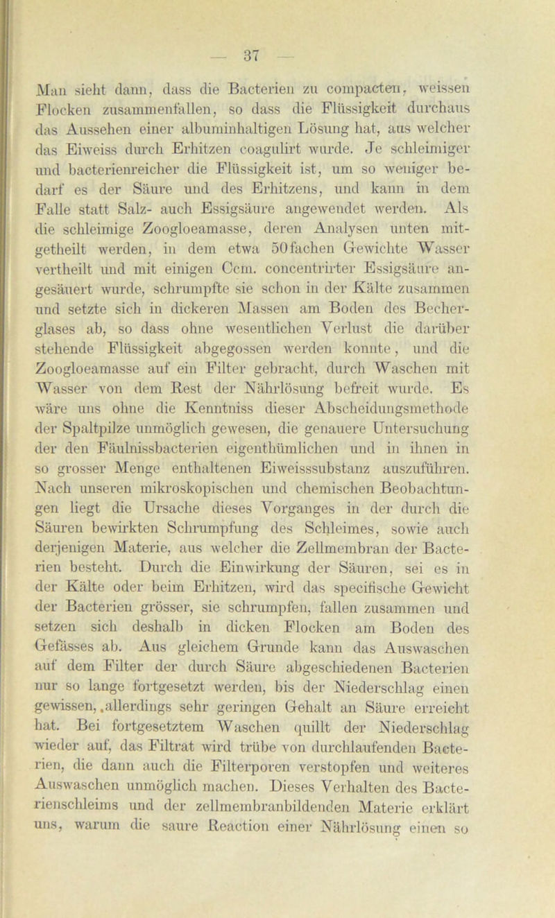 Man sieht claim, class die Bacterien zti compact en, weissen Flocken zusammenfallen, so dass die Fliissigkeit durchaus das Aussehen einer albuminhaltigen Losung hat, aus welcher das Eiweiss durch Erhitzen coagulirt wurde. Je schleimiger unci bacterienreicher die Fliissigkeit ist, um so weniger be- darf es der Saure und des Erhitzens, und kann in deni Falle statt Safe- auch Essigsaure angewendet werden. Als die schleimige Zoogloeamasse, deren Analysen unten mit- getheilt werden, in clem etwa 50facken Gewiehte Wasser vertheilt und mit einigen Ccm. concentrirter Essigsaure an- gesauert wurde, schrumpfte sie schon in der Kalte zusammen und setzte sich in dickeren Massen am Boden des Becher- glases ab, so class ohne wesentlichen Verlust die dariiber stehende Fliissigkeit abgegossen werden konnte, und die Zoogloeamasse auf ein Filter gebracht, durch Waschen mit Wasser von dem Best der Nahrlosung befreit wurde. Es ware uns ohne die Kenntniss dieser Abscheidungsmethode der Spaltpilze unmoglich gewesen, die genauere Untersuchung der den Faulnissbacterien eigenthiimlichen und in ihnen in so grosser Menge enthaltenen Eiweisssubstanz auszuluhren. Nach unseren mikroskopischen und chemischen Beobachtun- gen liegt die Ursache dieses Yorganges in der durch die Sauren bewh’kten Schrumpfung des Schleimes, sowie auch derjenigen Materie, aus welcher die Zellmembran der Bacte- rien besteht. Durch die Einwirkung der Sauren, sei es in der Kalte oder beim Erhitzen, wire! das specitische Gewicht der Bacterien grosser, sie schrumpfen, fallen zusammen und setzen sich deshalb in dicken Flocken am Boden des Gefasses ab. Aus gleichem Grunde kann das Auswaschen auf dem Filter der durch Saure abgeschiedenen Bacterien nur so lange fortgesetzt werden, bis der Niederschlag einen gewissen, .allerdings sehr geringen Gehalt an Saure erreieht hat. Bei fortgesetztem Waschen quillt der Niederschlag wieder auf, das Filtrat wird triibe von durchlaufenden Bacte- rien, die dann auch die Filterporen verstopfen und weiteres Auswaschen unmoglich rnachen. Dieses Yerhalten des Bacte- rienschleims und der zellmembranbildenden Materie erklart uns, warum die saure Reaction einer Nahrlosung einen so