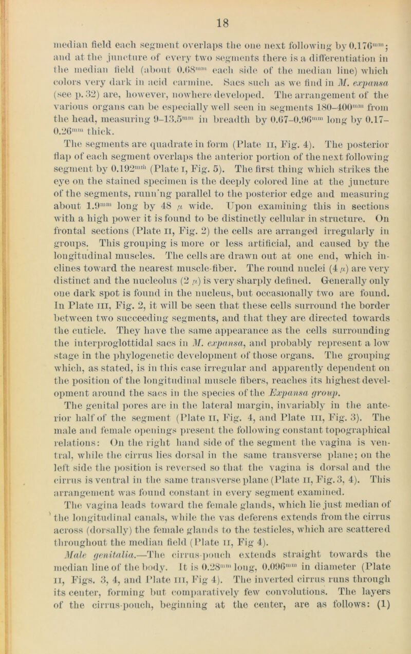 median field each segment overlaps the one next following by().17G,nl; and at the juncture of every two segments there is a differentiation in the median field (about O.G8mm each side of the median line) which colors very dark in acid carmine. Sacs such as we find in M. expansa (see p. 32) are, however, nowhere developed. The arrangement of the various organs can be especially well seen in segments 180-400mm from the head, measuring 9-13.5mm in breadth by 0.67-0.96u,m long by 0.17- 0.26mm thick. The segments are quadrate in form (Plate n, Fig. 4). The posterior flap of each segment overlaps the anterior portion of the next following segment by 0.492,miil (Iflate i, Fig. 5). The first thing which strikes the eye on the stained specimen is the deeply colored line at the juncture of the segments, ruun'ng parallel to the posterior edge and measuring about 1.9m,u long by 48 /x wide. Upon examining this in sections with a high power it is found to be distinctly cellular in structure. On frontal sections (Plate n, Fig. 2) the cells are arranged irregularly in groups. This grouping is more or less artificial, and caused by the longitudinal muscles. The cells are drawn out at one end, which in- clines toward the nearest muscle-fiber. The round nuclei (4 /x) are very distinct and the nucleolus (2 /x) is very sharply defined. G-enerally only one dark spot is found in the nucleus, but occasionally two are found, in Plate in, Fig. 2, it will be seen that these cells surround the border between two succeeding segments, and that they are directed towards the cuticle. They have the same appearance as the cells surrounding the in ter proglot tidal sacs in M. expansa, and probably represent a low stage in the phylogenetic development of those organs. The grouping which, as stated, is in this case irregular and apparently dependent on the position of the longitudinal muscle fibers, reaches its highest devel- opment around the sacs in the species of the Expansa group. The genital pores are in the lateral margin, invariably in the ante- rior half of the segment (Plate it, Fig. 4, and Plate hi, Fig. 3). The male and female openings present the following constant topographical relations: On the right hand side of the segment the vagina is ven- tral, while the cirrus lies dor,sal in the same transverse plane; on the left side the position is reversed so that the vagina is dorsal and the cirrus is ventral in the same transverse plane (Plate II, Fig. 3, 4). This arrangement was found constant in every segment examined. The vagina leads toward the female glands, which lie just median of the longitudinal canals, while the vas deferens extends from the cirrus across (dorsally) the female glands to the testicles, which are scattered throughout the median field (Plate n, Fig 4). Male genitalia.—The cirrus-poucli extends straight towards the median line of the body. It is ().28mm long, 0.096n,m in diameter (Iflate ii, Figs. 3, 4, and Plate hi, Fig 4). The inverted cirrus runs through its center, forming but comparatively few convolutions. The layers of the cirrus-pouch, beginning at the center, are as follows: (1)