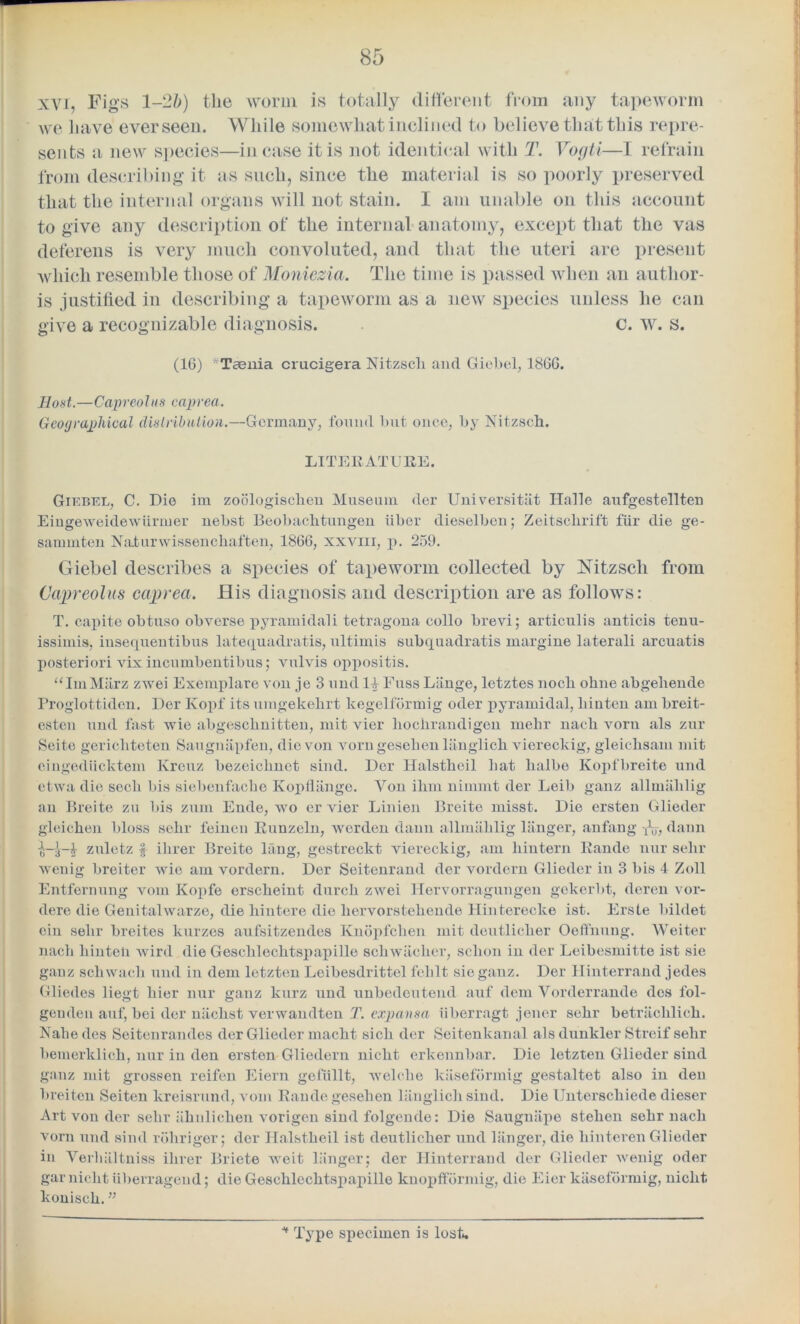 xvi, Figs 1-2/./) the worm is totally different from any tapeworm we have1 ever seen. While somewhat inclined to believe that this repre- sents a new species—incase it is not identical with T. Vogti—I refrain from describing it as such, since the material is so poorly preserved that the internal organs will not stain. I am unable on this account to give any description of the internal anatomy, except that the vas deferens is very much convoluted, and that the uteri are present which resemble those of Moniezia. The time is passed when an author- is justified in describing a tapeworm as a new species unless he can give a recognizable diagnosis. c. w. s. (16) ’ Taenia crucigera Nitzscli and Giebel, I860. Host.—Capreolus caprea. Geographical distribution.—Germany, found but once, by Nitzscli. LITERATURE. Giebel, C. Die im zoologisclicn Museum der Universitat Halle aufgestellten Eiugeweidewurmer nebst Beobachtungen liber dieselben; Zeitsclirift fur die ge- sammten Nalurwissencbaften, 1866, xxvin, p. 259. Giebel describes a species of tapeworm collected by Nitzscli from Capreolus caprea. His diagnosis and description are as follows: T. capite obtuso obverse pyramidali tetragona collo brevi; articulis anticis tenu- issimis, insequentibus latequadratis, ultimis subquadratis margine laterali arcuatis posteriori vix incumbentibus; vulvis oppositis. “ImMiirz zwei Exemplare von je 3 und If Fuss Liinge, letztes nocb ohne abgeliende Proglottiden. Der Kopf its uingekehrt kegelformig oder pyramidal, liinten am breit- esten und fast wie abgesclinitten, mit vier liochrandigen melir nacli vorn als zur Seite gericliteten Saugnapfen, die von vorn geselien liinglicli viereckig, gleichsam mit eingediicktem Krouz bezeielmet sind. Der Halstbeil bat halbe Kopfbreite und etwa die secli bis siebenfache Kopflange. Von ilnn nimmt der Leib ganz allmalilig an Breite zu bis zum Ende, wo er vier Linien Breite niisst. Die ersten Glieder gleichen bloss sebr feinen Runzeln, werden dann allmalilig langer, anfang nj, dann zuletz f ilirer Breite lang, gestreckt viereckig, am liintern Rande nur sehr wenig breiter wie am vordern. Der Seitenrand der vordcrn Glieder in 3 bis 4 Zoll Entfernung voin Jvopfe ersclieint durcli zwei Hervorragungen gekerbt, deren vor- dere die Genitalwarze, die liintere die liervorstebende Hinterecke ist. Erste bildet ein sebr breites kurzes aufsitzendes Knopfchen mit deutlicber Oeffnung. AVeiter nacli hinteii wird die Gesclilecktspapille scbwitcber, sclion in der Leibesmitte ist sie ganz scliwacli und in dem letzten Leibesdrittel feblt sie ganz. Der Hinterrand jedes Gliedes liegt bier nur ganz kurz und unbedcutend auf dem Vorderrande des fol- genden auf, bei der niicbst verwandten T. expansa iiberragt jener sebr betracblicb. Nabedes Seitenrandes der Glieder macbt sicli der Seit-enkanal als dunkler Streif selir bemerklicb, nur in den ersten Gliedern nicbt erkennbar. Die letzten Glieder sind ganz mit grossen reifen Eiern gefiillt, welcbe kiiseformig gestaltet also in den breiton Seiten kreisrund, vom Rande geselien liinglich sind. Die IJnterscbiede dieser Art von der sebr iibnlicben vorigen sind folgende: Die Saugnape stelien sebr nacli vorn und sind roliriger; der Halstbeil ist deutlicber und langer, die liinteren Glieder in Verbiiltniss ilirer Briete weit langer; der Hinterrand der Glieder wenig oder gar nicbt iiberragend; die Gescblecbtspapille knopfforniig, die Eier kiiseformig, nicbt. koniseb. ” r Type specimen is lost.