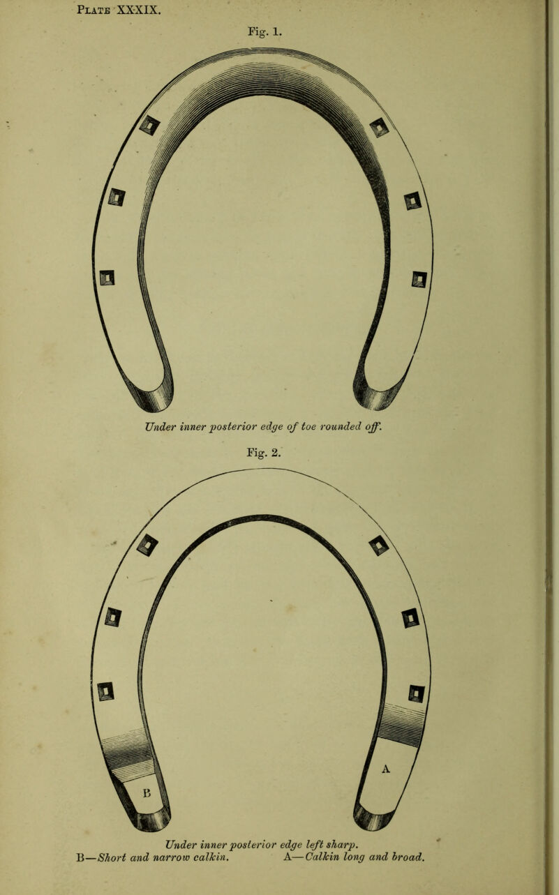 Plate XXXIX. Pig. 1. Under inner 'posterior edge of toe rounded off. Pig. 2. Under inner posterior edge left sharp. B—Short and narrow calkin. A—Calkin long and broad.