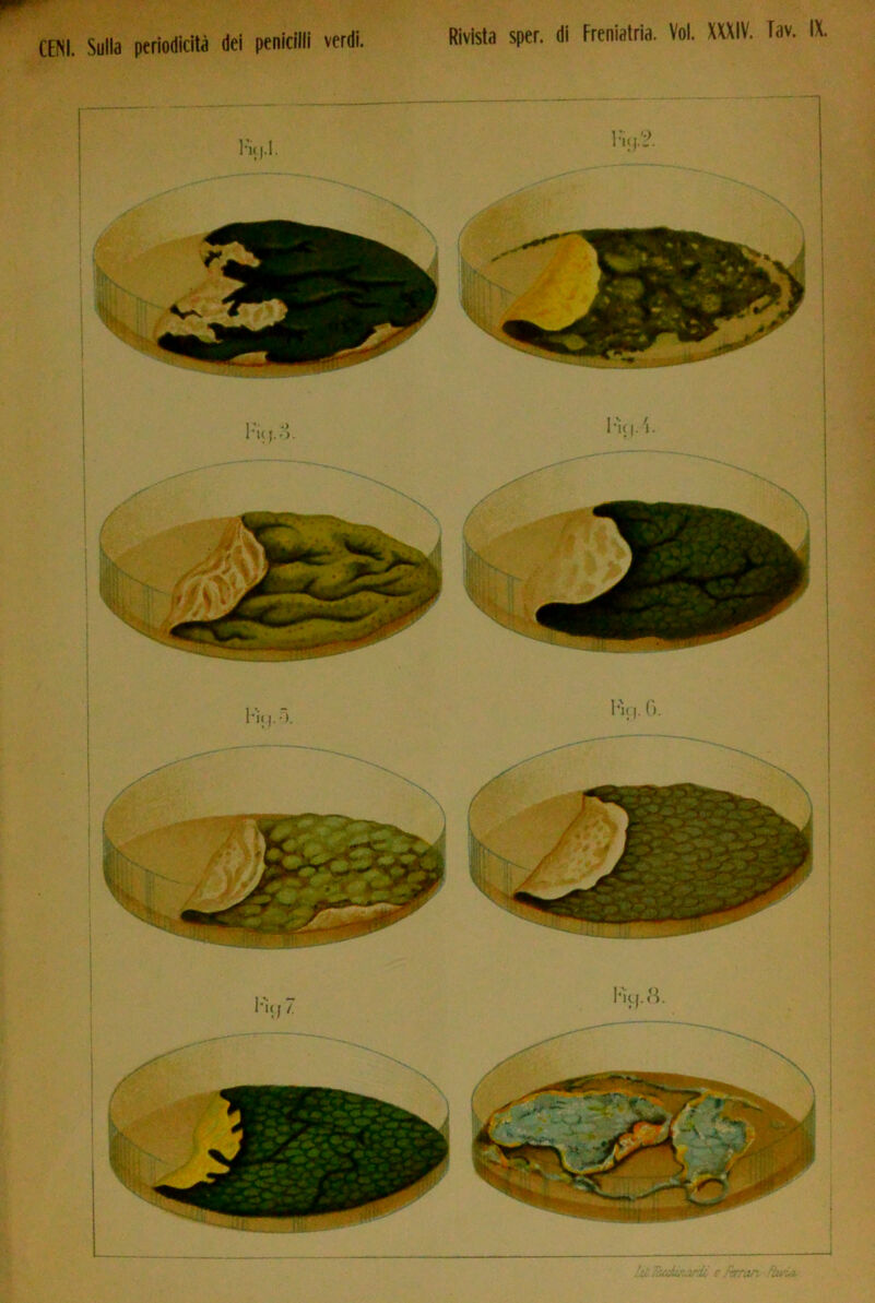 Rivista sper. di Freniatria. Voi. XXXIV. Tav. IX, CENI. Sulla periodicità dei penicilli verdi. hi T(xkuuudi e Pfran fìur^-