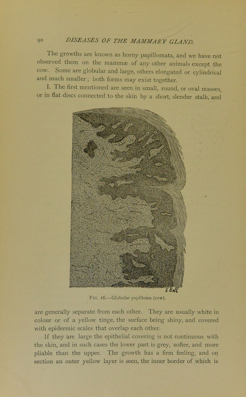 I he growths are known as horny papillomata, and we hâve not obseï ved them on thc mammæ of any other animais except the cow. Some are globular and large, others elongated or cylindrical and much smaller ; both forms may exist together. I. The first mentioned are seen in small, round, or oval masses, or in fiat dises connected to the skin by a short, slender stalk, and Fig. 16.—Globular papilloma (cow). are generally separate from each other. They are usually white in colour or of a yellow tinge, the surface being shiny, and covered vvith epidermic scales that overlap each other. If they are large the épithélial covering is not continuous with the skin, and in such cases the lower part is grey, softer, and more pliable than the upper. The growth lias a firm feeling, and on section an outer yellow layer is seen, the inner border of which is