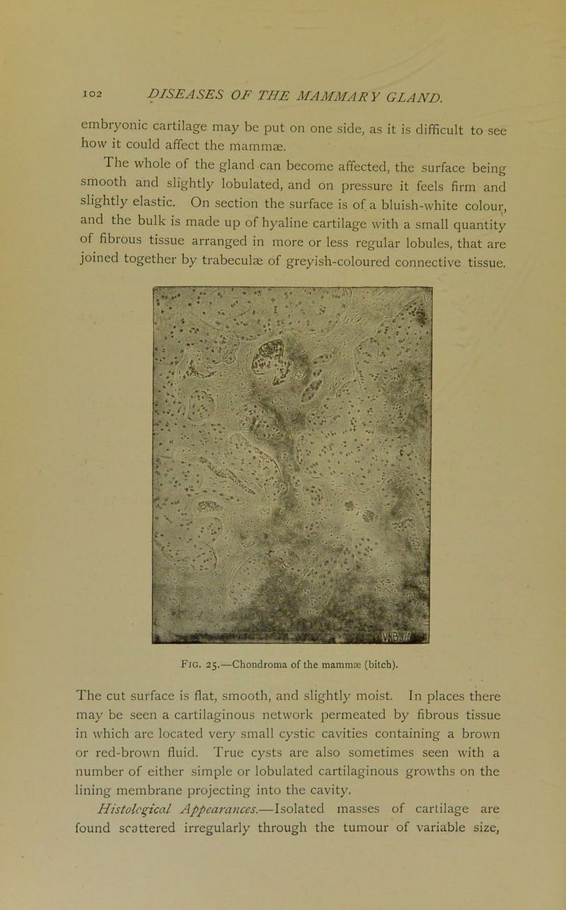 embryonic cartilage may be put on one side, as it is difficult to see hovv it could affect the mammæ. The whole of the gland can become affected, the surface being smooth and slightly lobulated, and on pressure it feels firm and slightly elastic. On section the surface is of a bluish-white colour, and the bulk is made up of hyaline cartilage with a small quantity of fibious tissue arranged in more or less regular lobules, that are joined together by trabeculæ of greyish-coloured connective tissue. Fig. 25.—Chondroma of the mammæ (bitch). The eut surface is fiat, smooth, and slightly moist. In places there may be seen a cartilaginous network permeated by fibrous tissue in vvhich are located very small cystic cavities containing a brown or red-brown fluid. True cysts are also sometimes seen with a number of either simple or lobulated cartilaginous growths on the lining membrane projecting into the cavity. Histolcçical Appearances.—Isolated masses of cartilage are found scattered irregularly through the tumour of variable size,