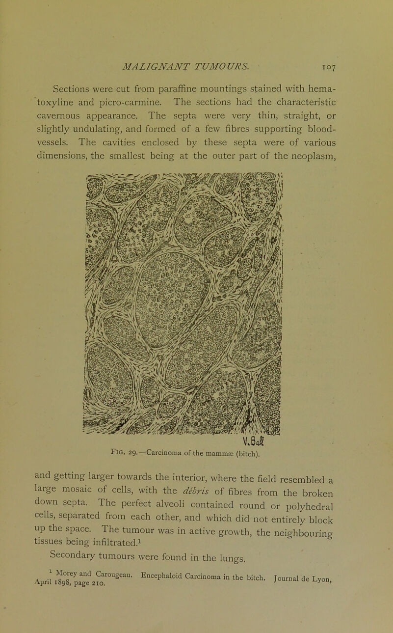 MA LIGNANT TU MO U R S. Sections were eut from paraffine mountings stained with hema- toxyline and picro-carmine. The sections had the characteristic cavernous appearance. The septa were very thin, straight, or slightly undulating, and formed of a few fibres supporting blood- vessels. The cavities enclosed by these septa were of various dimensions, the smallest being at the outer part of the neoplasm, Fig. 29.—Carcinoma of the mammæ (bitch). and getting larger towards the interior, where the fielcl resembled a large mosaic of cells, with the débris of fibres from the broken down septa. The perfect alveoli contained round or polyhedral cells, separated from each other, and which did not entirely block up the space. The tu mou r was in active growth, the neighbouring tissues being infiltrated.1 Secondary tumours were found in the lungs. | Morey and Carougeau. Encephaloid Carcinoma in the bitch. Apnl 1898, page 210. Journal de Lyon,