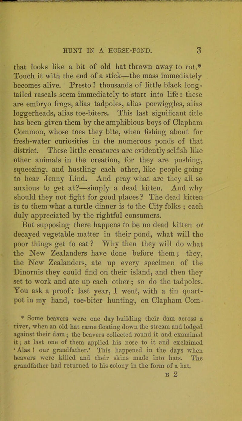 that looks like a bit of old hat thrown away to rot.* Touch it with the end of a stick—the mass immediately becomes alive. Presto ! thousands of little black long- tailed rascals seem immediately to start into life: these are embryo frogs, alias tadpoles, alias porwiggles, alias loggerheads, alias toe-biters. This last significant title has been given them by the amphibious boys of Clapham Common, whose toes they bite, when fishing about for fresh-water curiosities in the numerous ponds of that district. These little creatures are evidently selfish like other animals in the creation, for they are pushing, squeezing, and hustling each other, like people going to hear Jenny Lind. And pray what are they all so anxious to get at?—simply a dead kitten. And why should they not fight for good places ? The dead kitten is to them what a turtle dinner is to the City folks ; each duly appreciated by the rightful consumers. But supposing there happens to be no dead kitten or decayed vegetable matter in their pond, what will the poor things get to eat ? Why then they will do what the New Zealanders have done before them; they, the New Zealanders, ate up every specimen of the Dinornis they could find on their island, and then they set to work and ate up each other; so do the tadpoles. You ask a proof: last year, I went, with a tin quart- pot in my hand, toe-biter hunting, on Clapham Com- * Some beavers were one day building their dam across a river, when an old hat came floating down the stream and lodged against their dam ; the beavers collected round it and examined it; at last one of them applied his nose to it and exclaimed ‘Alas ! our grandfather.’ This happened in the days when beavers were killed and their skins made into hats. The grandfather had returned to his colony in the form of a hat. b 2