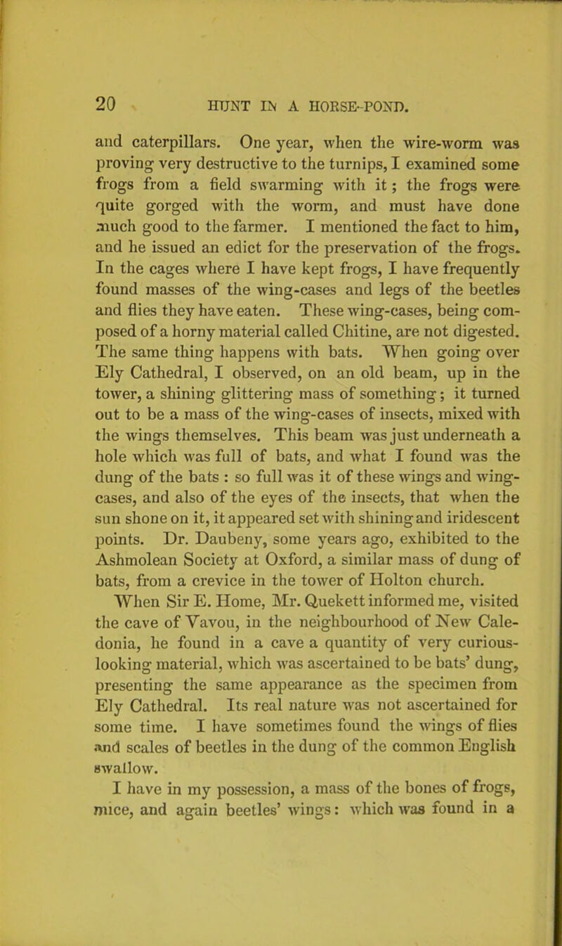 and caterpillars. One year, when the wire-worm was proving very destructive to the turnips, I examined some frogs from a field swarming with it; the frogs were quite gorged with the worm, and must have done much good to the farmer. I mentioned the fact to him, and he issued an edict for the preservation of the frogs. In the cages where I have kept frogs, I have frequently found masses of the wing-cases and legs of the beetles and flies they have eaten. These wing-cases, being com- posed of a horny material called Chitine, are not digested. The same thing happens with bats. When going over Ely Cathedral, I observed, on an old beam, up in the tower, a shining glittering mass of something; it turned out to be a mass of the wing-cases of insects, mixed with the wings themselves. This beam was just underneath a hole which was full of bats, and what I found was the dung of the bats : so full was it of these wings and wing- cases, and also of the eyes of the insects, that when the sun shone on it, it appeared set with shining and iridescent points. Dr. Daubeny, some years ago, exhibited to the Ashmolean Society at Oxford, a similar mass of dung of bats, from a crevice in the tower of Holton church. When Sir E. Home, Mr. Quekett informed me, visited the cave of Vavou, in the neighbourhood of New Cale- donia, he found in a cave a quantity of very curious- looking material, which was ascertained to be bats’ dung, presenting the same appearance as the specimen from Ely Cathedral. Its real nature was not ascertained for some time. I have sometimes found the wings of flies and scales of beetles in the dung of the common English swallow. I have in my possession, a mass of the bones of frogs, mice, and again beetles’ wings: which was found in a
