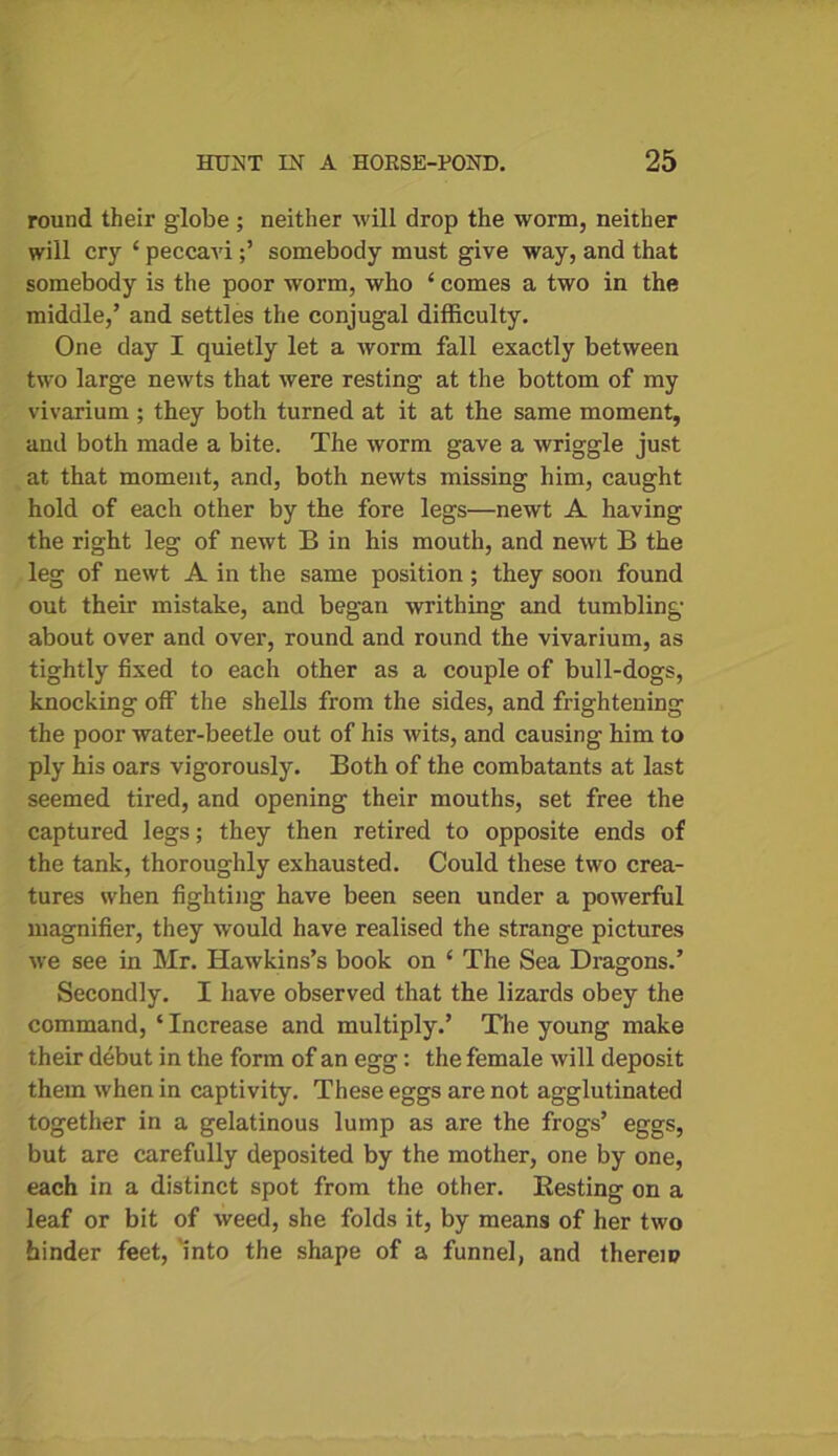 round their globe ; neither will drop the worm, neither will cry £ peccavisomebody must give way, and that somebody is the poor worm, who ‘ comes a two in the middle,’ and settles the conjugal difficulty. One day I quietly let a worm fall exactly between two large newts that were resting at the bottom of my vivarium ; they both turned at it at the same moment, and both made a bite. The worm gave a wriggle just at that moment, and, both newts missing him, caught hold of each other by the fore legs—newt A having the right leg of newt B in his mouth, and newt B the leg of newt A in the same position; they soon found out their mistake, and began writhing and tumbling about over and over, round and round the vivarium, as tightly fixed to each other as a couple of bull-dogs, knocking off the shells from the sides, and frightening the poor water-beetle out of his wits, and causing him to ply his oars vigorously. Both of the combatants at last seemed tired, and opening their mouths, set free the captured legs; they then retired to opposite ends of the tank, thoroughly exhausted. Could these two crea- tures when fighting have been seen under a powerful magnifier, they would have realised the strange pictures we see in Mr. Hawkins’s book on ‘ The Sea Dragons.’ Secondly. I have observed that the lizards obey the command, ‘ Increase and multiply.’ The young make their debut in the form of an egg: the female will deposit them when in captivity. These eggs are not agglutinated together in a gelatinous lump as are the frogs’ eggs, but are carefully deposited by the mother, one by one, each in a distinct spot from the other. Resting on a leaf or bit of weed, she folds it, by means of her two hinder feet, into the shape of a funnel, and therein