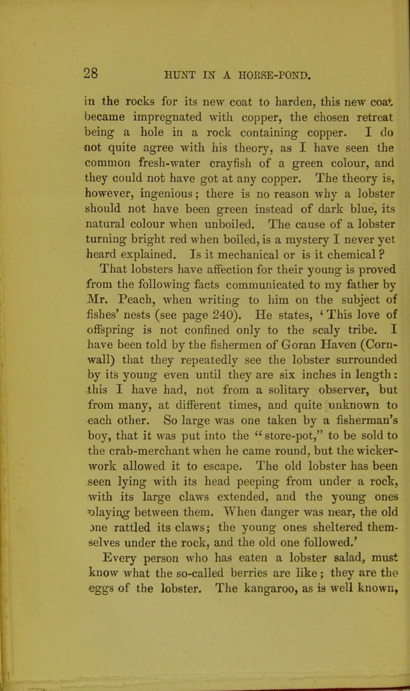 in the rocks for its new coat to harden, this new coat became impregnated with copper, the chosen retreat being a hole in a rock containing copper. I do not quite agree with his theory, as I have seen the common fresh-water crayfish of a green colour, and they could not have got at any copper. The theory is, however, ingenious; there is no reason why a lobster should not have been green instead of dark blue, its natural colour when unboiled. The cause of a lobster turning bright red when boiled, is a mystery I never yet heard explained. Is it mechanical or is it chemical F That lobsters have affection for their young is proved from the following facts communicated to my father by Mr. Peach, when writing to him on the subject of fishes’ nests (see page 240). He states, ‘ This love of offspring is not confined only to the scaly tribe. I have been told by the fishermen of Goran Haven (Corn- wall) that they repeatedly see the lobster surrounded by its young even until they are six inches in length: this I have had, not from a solitary observer, but from many, at different times, and quite unknown to each other. So large was one taken by a fisherman’s boy, that it was put into the “ store-pot,” to be sold to the crab-merchant when he came round, but the wicker- work allowed it to escape. The old lobster has been seen lying with its head peeping from under a rock, with its large claws extended, and the young ones ■claying' between them. When danger was near, the old one rattled its claws; the young ones sheltered them- selves under the rock, and the old one followed.’ Every person who has eaten a lobster salad, must know what the so-called berries are like; they are the eggs of the lobster. The kangaroo, as is well known,