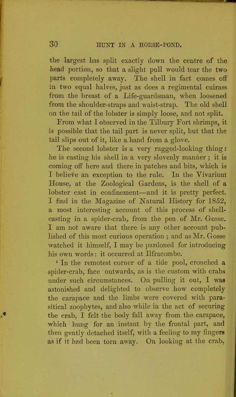 the largest has split exactly down the centre of the head portion, so that a slight pull would tear the two parts completely away. The shell in fact comes off in two equal halves, just as does a regimental cuirass from the breast of a Life-guardsman, when loosened from the shoulder-straps and waist-strap. The old shell on the tail of the lobster is simply loose, and not split. From what I observed in the Tilbury Fort shrimps, it is possible that the tail part is never split, but that the tail slips out of it, like a hand from a glove. The second lobster is a very ragged-looking thing: he is casting his shell in a very slovenly manner ; it is coming off here and there in patches and bits, which is I believe an exception to the rule. In the Vivarium House, at the Zoological Gardens, is the shell of a lobster cast in confinement—and it is pretty perfect. I find in the Magazine of Natural History for 1852, a most interesting account of this process of shell- casting in a spider-crab, from the pen of Mr. Gosse. I am not aware that there is any other account pub- lished of this most curious operation ; and as Mr. Gosse watched it himself, I may be pardoned for introducing his own words: it occurred at Ilfracombe. £ In the remotest corner of a tide pool, crouched a spider-crab, face outwards, as is the custom with crabs under such circumstances. On pulling it out, I was astonished and delighted to observe how completely the carapace and the limbs were covered with para- sitical zoophytes, and also while in the act of securing the crab, I felt the body fall away from the carapace, which hung for an instant by the frontal part, and then gently detached itself, with a feeling to my fingers as if it had been torn away. On looking at the crab,
