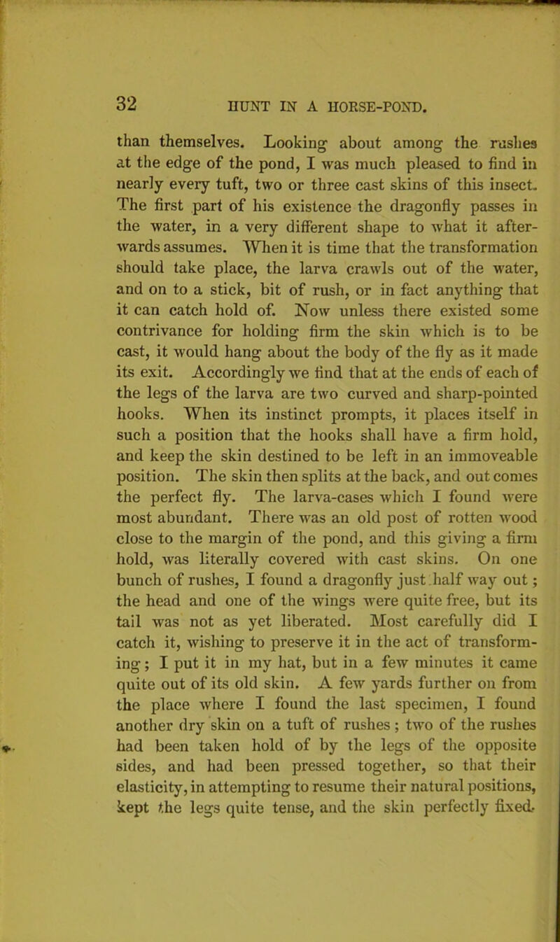 than themselves. Looking about among the rashes at the edge of the pond, I was much pleased to find in nearly every tuft, two or three cast skins of this insect. The first part of his existence the dragonfly passes in the water, in a very different shape to what it after- wards assumes. When it is time that the transformation should take place, the larva crawls out of the water, and on to a stick, bit of rush, or in fact anything that it can catch hold of. Now unless there existed some contrivance for holding firm the skin which is to be cast, it would hang about the body of the fly as it made its exit. Accordingly we find that at the ends of each of the legs of the larva are two curved and sharp-pointed hooks. When its instinct prompts, it places itself in such a position that the hooks shall have a firm hold, and keep the skin destined to be left in an immoveable position. The skin then splits at the back, and out comes the perfect fly. The larva-cases which I found were most abundant. There was an old post of rotten wood close to the margin of the pond, and this giving a firm hold, was literally covered with cast skins. On one bunch of rushes, I found a dragonfly just half way out; the head and one of the wings were quite free, but its tail was not as yet liberated. Most carefully did I catch it, wishing to preserve it in the act of transform- ing ; I put it in my hat, but in a few minutes it came quite out of its old skin. A few yards further on from the place where I found the last specimen, I found another dry skin on a tuft of rushes; two of the rushes had been taken hold of by the legs of the opposite sides, and had been pressed together, so that their elasticity, in attempting to resume their natural positions, kept the legs quite tense, and the skin perfectly fixed-