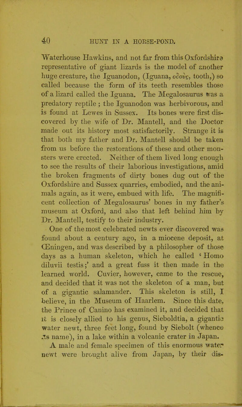 Waterhouse Hawkins, and not far from this Oxfordshire representative of giant lizards is the model of another huge creature, the Iguanodon, (Iguana, ocovc, tooth,) so called because the form of its teeth resembles those of a lizard called the Iguana. The Megalosaurus was a predatory reptile ; the Iguanodon was herbivorous, and is found at Lewes in Sussex. Its bones were first dis- covered by the wife of Dr. Mantell, and the Doctor made out its history most satisfactorily. Strange it is that both my father and Dr. Mantell should be taken from us before the restorations of these and other mon- sters were erected. Neither of them lived long enough to see the results of their laborious investigations, amid the broken fragments of dirty bones dug out of the Oxfordshire and Sussex quarries, embodied, and the ani- mals again, as it were, embued with life. The magnifi- cent collection of Megalosaurus’ bones in my father’s museum at Oxford, and also that left behind him by Dr. Mantell, testify to their industry. One of the most celebrated newts ever discovered was found about a century ago, in a miocene deposit, at CEningen, and was described by a philosopher of those days as a human skeleton, which he called ‘ Homo diluvii testis;’ and a great fuss it then made in the learned world. Cuvier, however, came to the rescue, and decided that it was not the skeleton of a man, but of a gigantic salamander. This skeleton is still, I believe, in the Museum of Haarlem. Since this date, the Prince of Canino has examined it, and decided that it is closely allied to his genus, Sieboldtia, a gigantic water newt, three feet long, found by Siebolt (whence .ts name), in a lake within a volcanic crater in Japan. A male and female specimen of this enormous water newt were brought alive from Japan, by their dis-