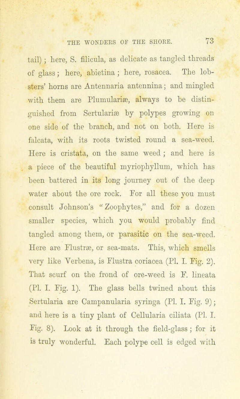 tail); here, S. filicula, as delicate as tangled threads of glass; here, abietina ; here, rosacea. The lob- sters’ horns are Antennaria antennina; and mingled with them are Plumularise, always to be distin- guished from Sertularise by polypes growing on one side of the branch, and not on both. Here is falcata, with its roots twisted round a sea-weed. Here is cristata, on the same weed ; and here is a piece of the beautiful myriophyllum, which has been battered in its long journey out of the deep water about the ore rock. For all these you must consult Johnson’s “ Zoophytes,” and for a dozen smaller species, which you would probably find tangled among them, or parasitic on the sea-weed. Here are Flustrse, or sea-mats. This, which smells very like Verbena, is Flustra coriacea (PI. I. Fig. 2). That scurf on the frond of ore-weed is F. lineata (PI. I. Fig. 1). The glass bells twined about this Sertularia are Campanularia syringa (PI. I. Fig. 9); and here is a tiny plant of Cellularia ciliata (PI. I. Fig. 8). Look at it through the field-glass ; for it is truly wonderful. Each polype cell is edged with
