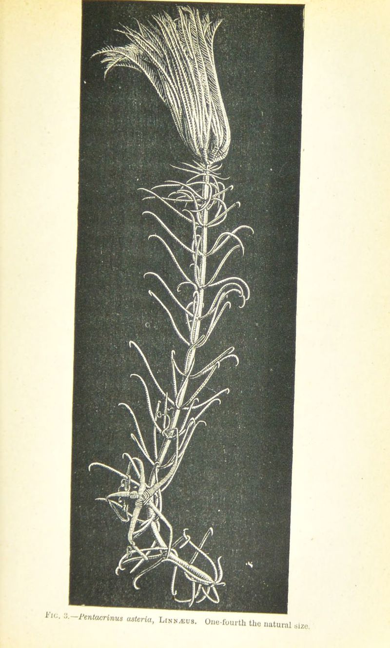 *'1C. 'J.—Pentacrinus usteria, Linm^us. One-fourth the natural