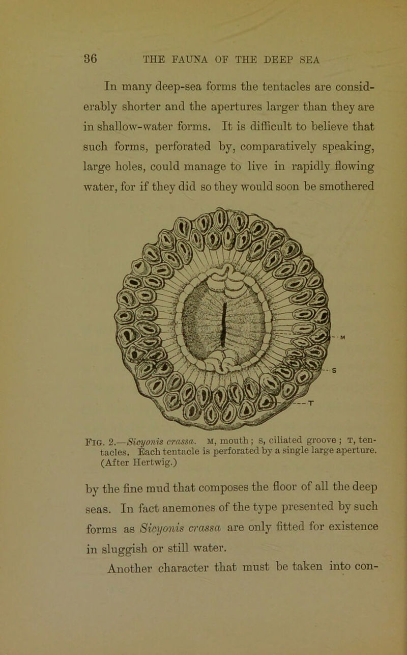 In many deep-sea forms the tentacles are consid- erably shorter and the apertures larger than they are in shallow-water forms. It is difficult to believe that such forms, perforated by, comparatively speaking, large holes, could manage to live in rapidly flowing water, for if they did so they would soon be smothered Fig. 2.—Sioyonw eras so,, m, mouth; s, ciliated groove ; t, ten- tacles. Each tentacle is perforated by a single large aperture. (After Hertwig.) by the fine mud that composes the floor of all the deep seas. In fact anemones of the type presented by such forms as Sicyonis crassa are only fitted for existence in sluggish or still water. Another character that must be taken into con-