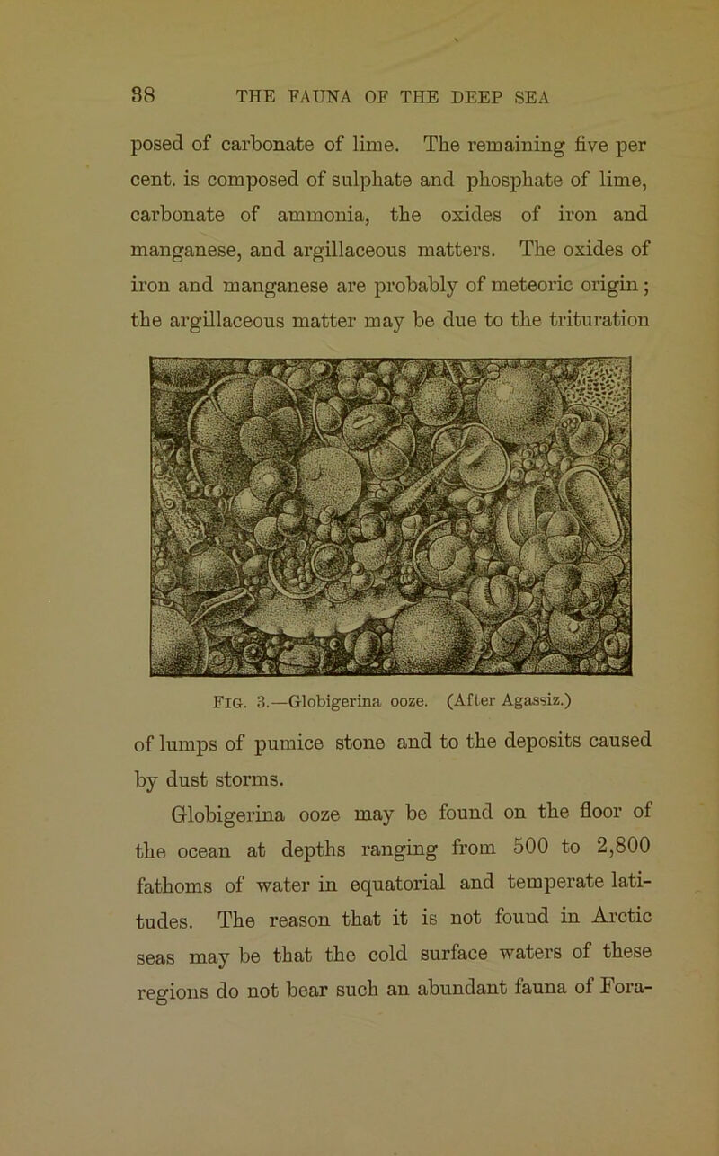 posed of carbonate of lime. The remaining five per cent, is composed of sulphate and phosphate of lime, carbonate of ammonia, the oxides of iron and manganese, and argillaceous matters. The oxides of iron and manganese are probably of meteoric origin; the argillaceous matter may be due to the trituration Fig. 3.—Globigerina ooze. (After Agassiz.) of lumps of pumice stone and to the deposits caused by dust storms. Globigerina ooze may be found on the floor of the ocean at depths ranging from 500 to 2,800 fathoms of water in equatorial and temperate lati- tudes. The reason that it is not fouud in Arctic seas may be that the cold surface waters of these regions do not bear such an abundant fauna ol Fora-