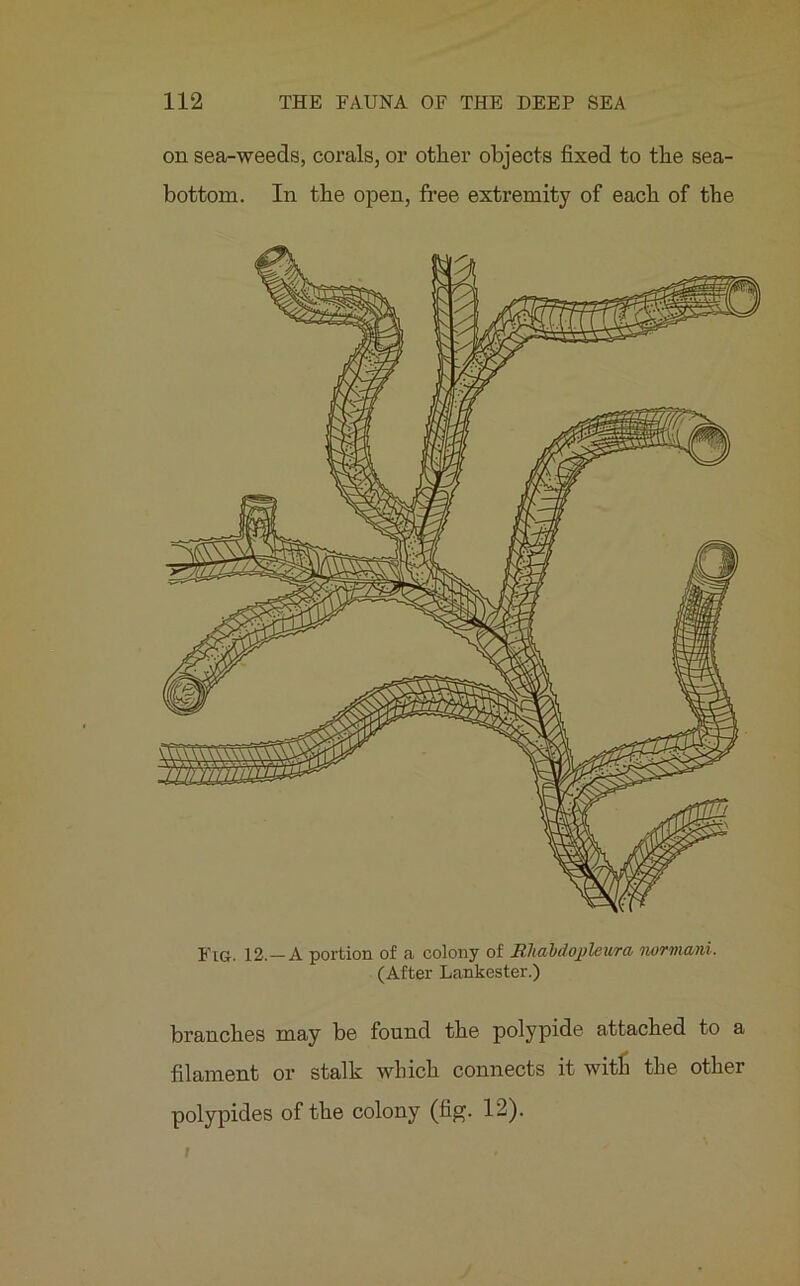 on sea-weeds, corals, or other objects fixed to the sea- bottom. In the open, free extremity of each of the Fig. 12.—A portion of a colony of B.habdopleura normani. (After Lankester.) branches may be found the polypide attached to a filament or stalk which connects it with the other polypides of the colony (fig. 12).