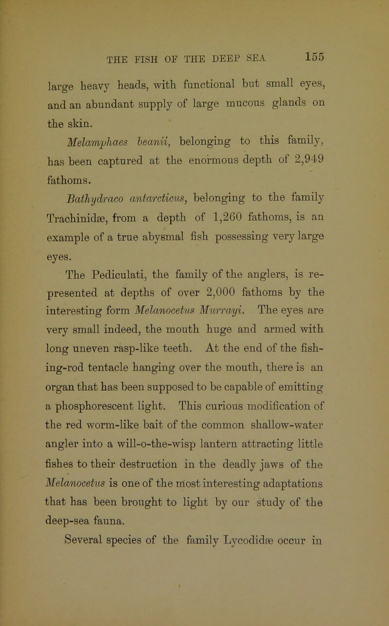 large heavy heads, with functional but small eyes, and an abundant supply of large mucous glands on the skin. Melampliaes beanii, belonging to this family, has been captured at the enormous depth of 2,949 fathoms. Bathydraco antardims, belonging to the family Trachinidae, from a depth of 1,260 fathoms, is an example of a true abysmal fish possessing very large eyes. The Pediculati, the family of the anglers, is re- presented at depths of over 2,000 fathoms by the interesting form Melanocetus Murrayi. The eyes are very small indeed, the mouth huge and armed with long uneven rasp-like teeth. At the end of the fish- ing-rod tentacle hanging over the mouth, there is an organ that has been supposed to be capable of emitting a phosphorescent light. This curious modification of the red worm-like bait of the common shallow-water angler into a will-o-the-wisp lantern attracting little fishes to their destruction in the deadly jaws of the Melanocetus is one of the most interesting adaptations that has been brought to light by our study of the deep-sea fauna. Several species of the family Lycodidfe occur in