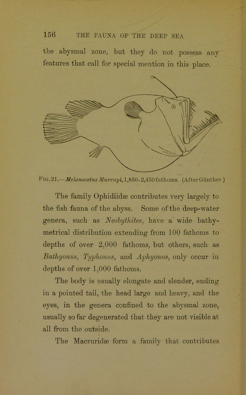 the abysmal zone, but they do not possess any features that call for special mention in this place. Fig. 21.—MelanocetusMurrayi, 1,850-2,450 fathoms. (After Gunther ) The family Ophidiidas contributes very largely to the fish fauna of the abyss. Some of the deep-water genera, such as Neobythites, have a wide bathy- metrical distribution extending from 100 fathoms to depths of over 2,000 fathoms, but others, such as Bathyonus, Typhonus, and Aphyonus, only occur in depths of over 1,000 fathoms. The body is usually elongate and slender, ending in a pointed tail, the head large and heavy, and the eyes, in the genera confined to the abysmal zone, usually so far degenerated that they are not visible at all from the outside. The Macruridfe form a family that contributes