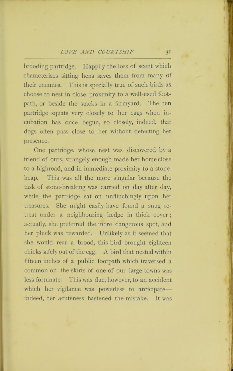 brooding partridge. Happily the loss of scent which characterises sitting hens saves them from many of their enemies. This is specially true of such birds as choose to nest in close proximity to a well-used foot- path, or beside the stacks in a farmyard. The hen partridge squats very closely to her eggs when in- cubation has once begun, so closely, indeed, that dogs often pass close to her without detecting her presence. One partridge, whose nest was discovered by a friend of ours, strangely enough made her home close to a highroad, and in immediate proximity to a stone- heap. This was all the more singular because the task of stone-breaking was carried on day after day, while the partridge sat on unflinchingly upon her treasures. She might easily have found a snug re- treat under a neighbouring hedge in thick cover ; actually, she preferred the more dangerous spot, and her pluck was rewarded. Unlikely as it seemed that she would rear a brood, this bird brought eighteen chicks safely out of the egg. A bird that nested within fifteen inches of a public footpath which traversed a common on the skirts of one of our large towns was less fortunate. This was due, however, to an accident which her vigilance was powerless to anticipate— indeed, her acuteness hastened the mistake. It was