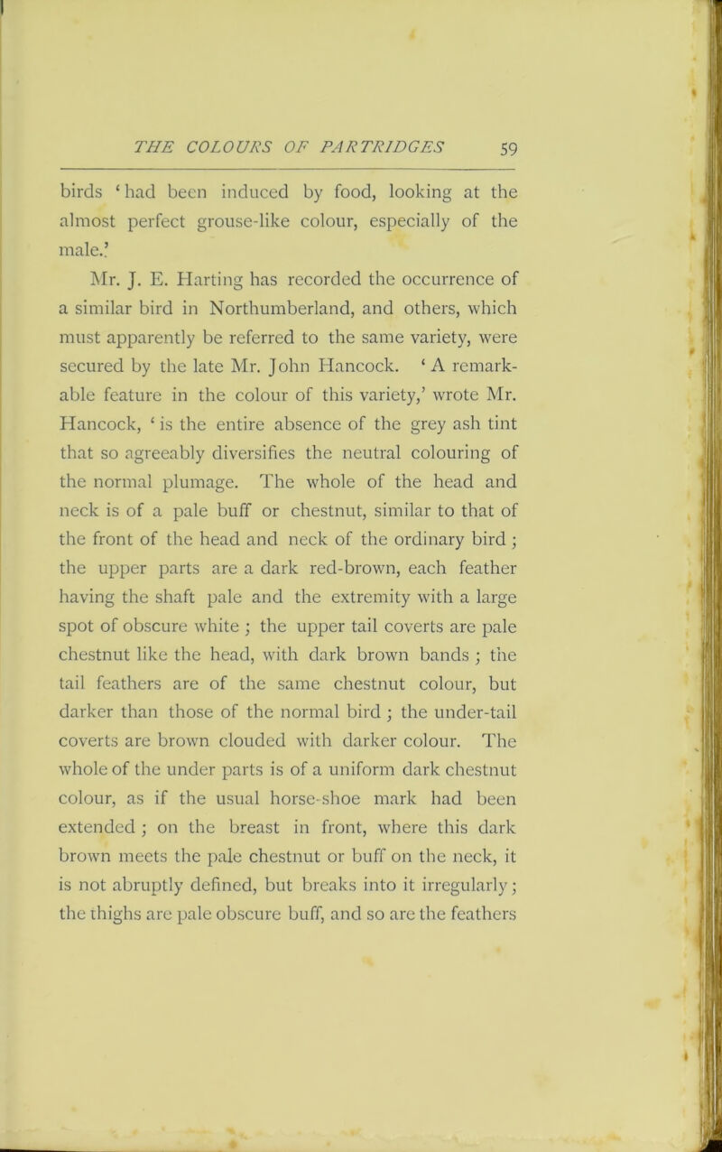 birds ‘ had been induced by food, looking at the almost perfect grouse-like colour, especially of the male.’ Mr. J. E. Harting has recorded the occurrence of a similar bird in Northumberland, and others, which must apparently be referred to the same variety, were secured by the late Mr. John Hancock. ‘A remark- able feature in the colour of this variety,’ wrote Mr. Hancock, ‘ is the entire absence of the grey ash tint that so agreeably diversifies the neutral colouring of the normal plumage. The whole of the head and neck is of a pale buff or chestnut, similar to that of the front of the head and neck of the ordinary bird; the upper parts are a dark red-brown, each feather having the shaft pale and the extremity with a large spot of obscure white ; the upper tail coverts are pale chestnut like the head, with dark brown bands ; the tail feathers are of the same chestnut colour, but darker than those of the normal bird ; the under-tail coverts are browm clouded with darker colour. The whole of the under parts is of a uniform dark chestnut colour, as if the usual horse-shoe mark had been extended ; on the breast in front, where this dark brown meets the pale chestnut or buff on the neck, it is not abruptly defined, but breaks into it irregularly; the thighs are pale obscure buff, and so are the feathers