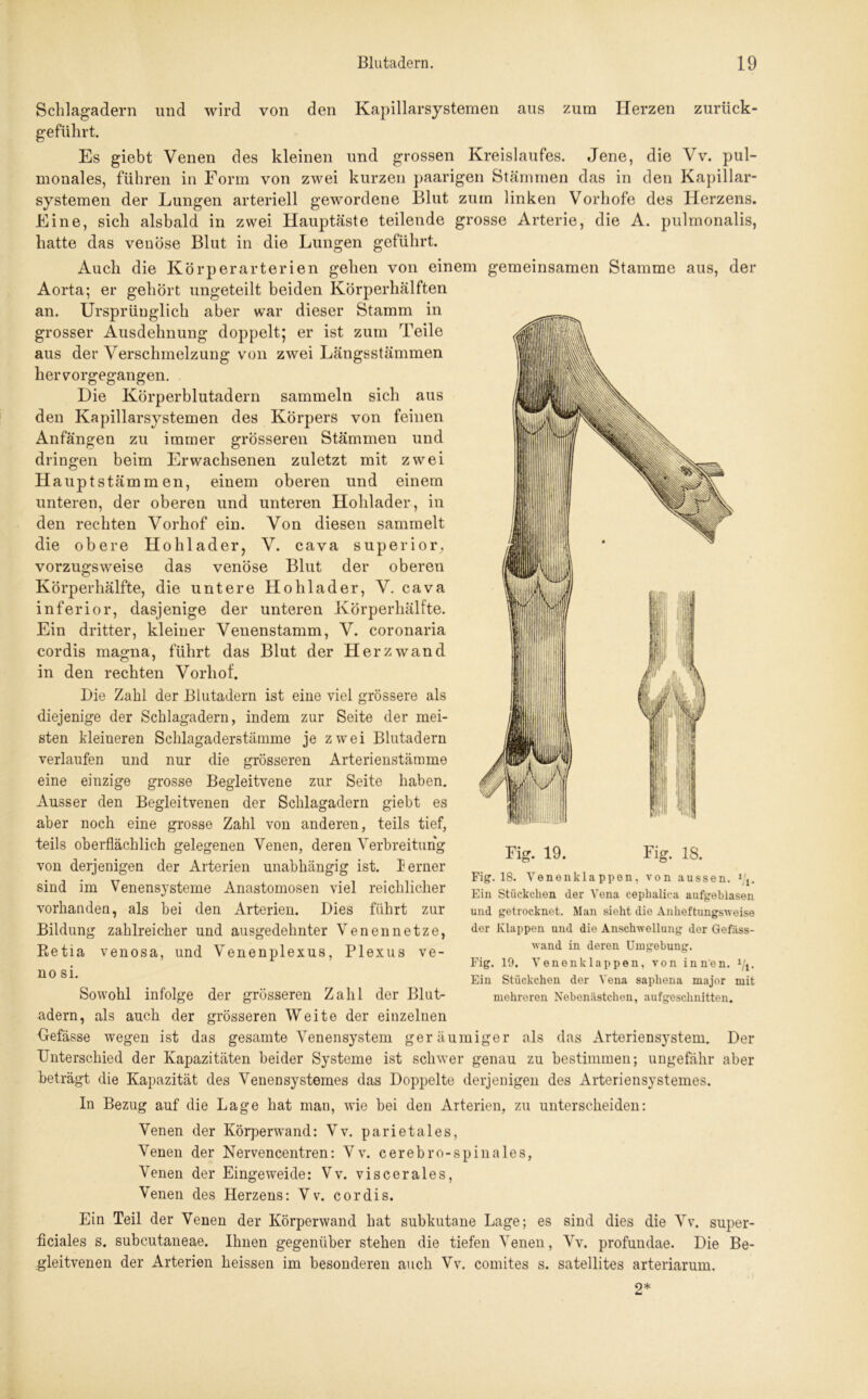 Schlagadern und wird von den Kapillarsystemen aus zum Herzen zurück- geführt. Es giebt Venen des kleinen und grossen Kreislaufes. Jene, die Vv. pul- monales, führen in Form von zwei kurzen paarigen Stämmen das in den Kapillar- systemen der Lungen arteriell gewordene Blut zum linken Vorhofe des Herzens. Eine, sich alsbald in zwei Hauptäste teilende grosse Arterie, die A. pulmonalis, hatte das venöse Blut in die Lungen geführt. Auch die Körperarterien gehen von einem gemeinsamen Stamme aus, der Aorta; er gehört ungeteilt beiden Körperhälften an. Ursprünglich aber war dieser Stamm in grosser Ausdehnung doppelt; er ist zum Teile aus der Verschmelzung von zwei Längsstämmen her vorgegangen. Hie Körperblutadern sammeln sich aus den Kapillarsystemen des Körpers von feinen Anfängen zu immer grösseren Stämmen und dringen beim Erwachsenen zuletzt mit zwei Hauptstämmen, einem oberen und einem unteren, der oberen und unteren Hohlader, in den rechten Vorhof ein. Von diesen sammelt die obere Hohlader, V. cava superior, vorzugsweise das venöse Blut der oberen Körperhälfte, die untere Hohlader, V. cava inferior, dasjenige der unteren Körperhälfte. Ein dritter, kleiner Venenstamm, V. coronaria cor dis magna, führt das Blut der Herzwand in den rechten Vorhof. Die Zahl der Blutadern ist eine viel grössere als diejenige der Schlagadern, indem zur Seite der mei- sten kleineren Schlagaderstämme je zwei Blutadern verlaufen und nur die grösseren Arterienstämme eine einzige grosse Begleitvene zur Seite haben. Ausser den Begleitvenen der Schlagadern giebt es aber noch eine grosse Zahl von anderen, teils tief, teils oberflächlich gelegenen Venen, deren Verbreitung von derjenigen der Arterien unabhängig ist. lerner sind im Venensysteme Anastomosen viel reichlicher vorhanden, als bei den Arterien. Dies führt zur Bildung zahlreicher und ausgedehnter Venennetze, Retia venosa, und Venenplexus, Plexus ve- no si. Sowohl infolge der grösseren Zahl der Blut- adern, als auch der grösseren Weite der einzelnen Gefässe wegen ist das gesamte Venensystem geräumiger als das Arteriensystem. Der Unterschied der Kapazitäten beider Systeme ist schwer genau zu bestimmen; ungefähr aber beträgt die Kapazität des Venensystemes das Doppelte derjenigen des Arteriensystemes. In Bezug auf die Lage hat man, wie bei den Arterien, zu unterscheiden: Venen der Körperwand: Vv. parietales, Venen der Nervencentren: Vv. cerebro-spinales, Venen der Eingeweide: Vv. viscerales, Venen des Herzens: Vv. cordis. Ein Teil der Venen der Körperwand hat subkutane Lage; es sind dies die Vv. super- ficiales s. subcutaneae. Ihnen gegenüber stehen die tiefen Venen, Vv. profundae. Die Be- gleitvenen der Arterien heissen im besonderen auch Vv. comites s. satellites arteriarum. Fig. 19. Fig. 18. Fig. 18. Venenklappen, von aussen. 1jl. Ein Stückchen der Vena cephalica aufgeblasen und getrocknet. Man sieht die Anheftungsweise der Klappen und die Anschwellung der Gefuss- wand in deren Umgebung. Fig. 19. Venenklappen, von innen. 1/1, Ein Stückchen der Vena saphena major mit mehreren Nebenästchen, aufgeschnitten. 2*