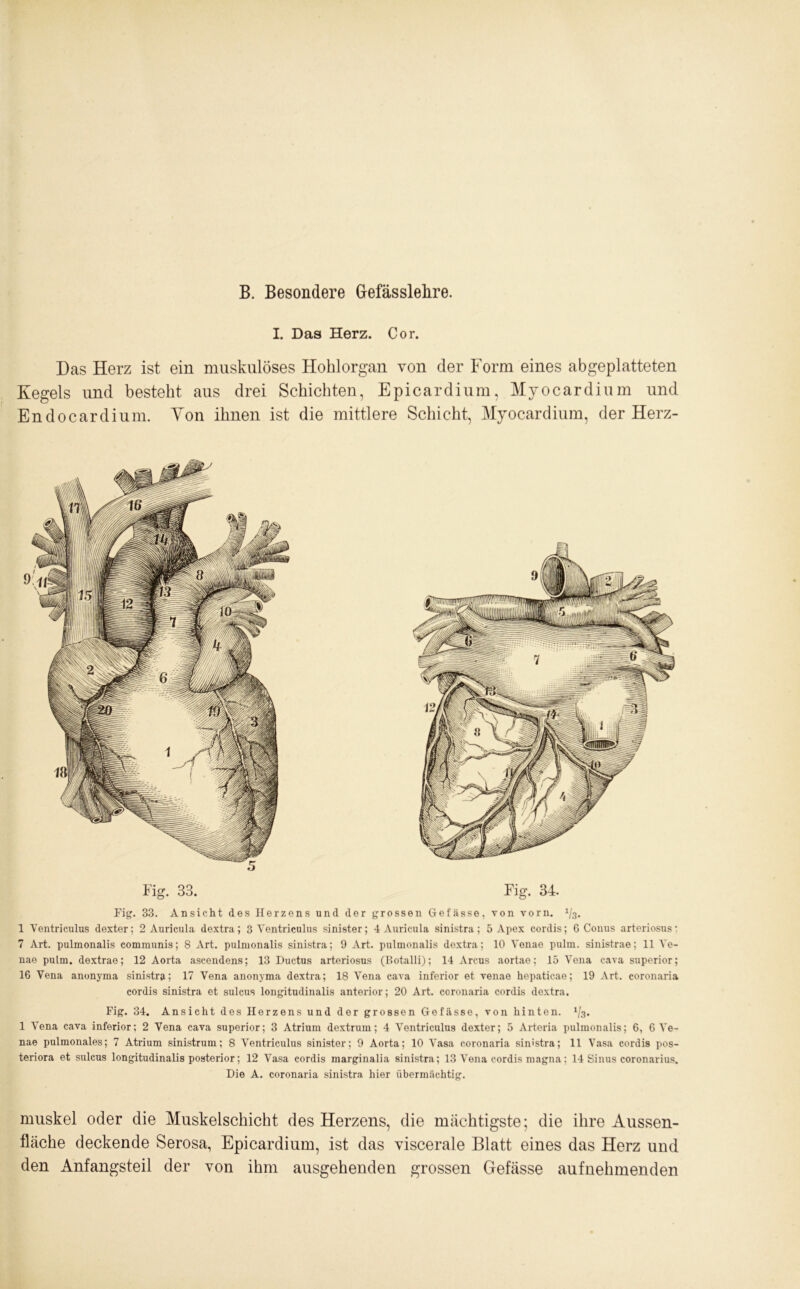 B. Besondere Gefässlehre. rnuskel oder die Muskelschicht des Herzens, die mächtigste; die ihre Aussen- fläche deckende Serosa, Epicardium, ist das viscerale Blatt eines das Herz und den Anfangsteil der von ihm ausgehenden grossen Gefässe aufnehmenden I. Das Herz. Cor. Das Herz ist ein muskulöses Hohlorgan von der Form eines abgeplatteten Kegels und besteht aus drei Schichten, Epicardium, Myocardium und Endocardium. Ton ihnen ist die mittlere Schicht, Myocardium, der Herz- Fig. 33. Fig. 34. Fig. 33. Ansicht des Herzens und der grossen Gefässe, von vorn. 1I$. 1 Ventriculus dexter; 2 Auricula dextra; 3 Ventriculus sinister; 4 Auricula sinistra; 5 Apex cordis; G Conus arteriosus: 7 Art. pulmonalis communis; 8 Art. pulmonalis sinistra; 9 Art. pulmonalis dextra; 10 Venae pulm. sinistrae; 11 Ye- nae pulm. dextrae; 12 Aorta ascendens; 13 Ductus arteriosus (Rotalli); 14 Arcus aortae; 15 Vena cava superior; 16 Vena anonyma sinistra; 17 Vena anonyma dextra; 18 Vena cava inferior et venae hepaticae; 19 Art. coronaria cordis sinistra et suleus longitudinalis anterior; 20 Art. coronaria cordis dextra. Fig. 34. Ansicht des Herzens und der grossen Gefässe, von hinten. x/3* 1 Vena cava inferior; 2 Vena cava superior; 3 Atrium dextrum; 4 Ventriculus dexter; 5 Arteria pulmonalis; 6, 6 Ve- nae pulmonales; 7 Atrium sinistrum; 8 Ventriculus sinister; 9 Aorta; 10 Vasa coronaria sinistra; 11 Vasa cordis pos- teriora et suleus longitudinalis posterior; 12 Vasa cordis marginalia sinistra; 13 Vena cordis magna: 14 Sinus coronarius. Die A. coronaria sinistra hier übermächtig.