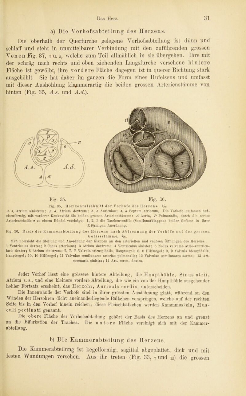 a) Die Yorhofsabteilung des Herzens. Die oberhalb der Querfurche gelegene Yorhofsabteilung ist dünn und schlaff und steht in unmittelbarer Yerbindung mit den zuführenden grossen Yenen Fig. 37, ^ u. 3, welche zum Teil allmählich in sie übergehen. Ihre mit der schräg nach rechts und oben ziehenden Längsfurche versehene hintere Fläche ist gewölbt, ihre vordere Fläche dagegen ist in querer Richtung stark ausgehöhlt. Sie hat daher im ganzen die Form eines Hufeisens und umfasst mit dieser Aushöhlung kl^jnmerartig die beiden grossen Arterien Stämme von hinten (Fig. 35, A.s. und A.d.). Fig. 36. Fig. 35. Horizontalschnitt der Vorhöfe des Herzens. */2. A.s. Atrium sinistrum; A.d. Atrium dextrum; o, o Auriculae; «, a Septum atriorum. Die Vorhöfe umfassen huf- eisenförmig, mit vorderer Konkavität die beiden grossen Arterienstämmo: A Aorta, P Pulmonalis, durch die seröse Arterienscheide v zu einem Bündel vereinigt; 1, 2, 3 die Taschenventile (Semilunarklappen) beider Gefiisse in ihrer X förmigen Anordnung. Fig. 36. Basis der Kammerabteilung des Herzens nach Abtrennung der Vorhöfe und der grossen Gefässstämme. 2/3. Man übersieht die Stellung und Anordnung der Klappen an den arteriellen und venösen Öffnungen des Herzens. 1 Ventriculus dexter; 2 Conus arteriosus; 3 Atrium dextrum; 4 Ventriculus sinister; 5 Nodus valvulae atrio-ventricu- laris dexter; 6 Atrium sinistrum; 7, 7, 7 Valvula tricuspidalis, Hauptsegel; 8, 8 Hilfssegel: 9, 9 Valvula bicuspidalis, Hauptsegel; 10, 10 Hilfssegel; 11 Valvulae semilunares arteriae pulmonalis; 12 Valvulae semilunares aortae; 13 Art. coronaria sinistra; 14 Art. coron. dextra. Jeder Vorliof lässt eine grössere hintere Abteilung, die Haupthöhle, Sinus atrii, Atrium s. s., und eine kleinere vordere Abteilung, die tvie ein von der Haupthöhle ausgehender hohler Fortsatz erscheint, das Herzohr, Auricula cor dis, unterscheiden. Die Innenwände der Vorhöfe sind in ihrer grössten Ausdehnung glatt, während an den Wänden der Herzohren dicht aneinanderliegende Bälkchen vorspringen, welche auf der rechten Seite bis in den \orhof hinein reichen; diese Fleischbälkchen werden Kammmuskeln, Mus- culi pectinati genannt. Die obere Fläche der Vorhofsabteilung gehört der Basis des Herzens an und grenzt an die Bifurkation der Trachea. Die untere Fläche vereinigt sich mit der Ivammer- abteilung. b) Die Kammerabteilung des Herzens. Die Kammerabteilung ist kegelförmig, sagittal abgeplattet, dick und mit festen Wandungen versehen. Aus ihr treten (Fig. 33, 7 und 12) die grossen