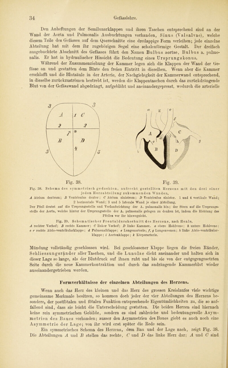 Den Anheftungen der Semilunarklappen und ihren Taschen entsprechend sind an der Wand der Aorta und Pulmonalis Ausbuchtungen vorhanden, Sinus (Yalsalvae), welche diesem Teile des Gefässes auf dem Querschnitte eine dreilappige Form verleihen; jede einzelne Abteilung hat mit dem ihr zugehörigen Segel eine schalenförmige Gestalt. Der dreifach ausgebuchtete Abschnitt des Gefässes führt den Namen Bulbus aortae, Bulbus a. pulmo- nalis. Er hat in hydraulischer Hinsicht die Bedeutung eines Ursprungskonus. Während der Zusammenziehung der Kammer legen sich die Klappen der Wand der Ge- fässe an und gestatten dem Blute den freien Eintritt in dieselben. Wenn aber die Kammer erschlafft und die Blutsäule in der Arterie, der Nachgiebigkeit der Kammerwand entsprechend, in dieselbe zurückzuströmen bestrebt ist, werden die Klappentaschen durch das zurückdrängende Blut von der Gefässwand abgedrängt, aufgebläht und aneinandergepresst, wodurch die arterielle Fig. 38 Fig. 38. Schema des symmetrisch gedachten, aufrecht gestellten Herzens mit den drei einer jeden Herzabteilung zukommenden Wänden. A Atrium dextrum; B Ventriculus dexter; C Atrium sinistrum; D Ventriculus sinister. 1 und 4 vertikale Wand; 2 horizontale Wand; 3 und 5 laterale Wand je einer Abteilung. Der Pfeil deutet auf die Ursprungsstelle und Yerlaufsrichtung der A. pulmonalis hin; der Stern auf die Ursprungs- stelle der Aorta, welche hinter der Ursprungsstelle der A. pulmonalis gelegen zu denken ist, indem die Richtung des Pfeiles vor ihr hinwegzieht. Fig. 39. Schematischer Frontaldurchschnitt des Herzens, nach He nie, A rechter Yorhof; B rechte Kammer; C linker Yorhof; D linke Kammer, a obere Hohlvene; b untere Hohlvene ; c r rechte Atrio-ventrikularklappe; d Pulmonalklappe; e Lungenarterie; /, g Lungenvenen; 7a linke Atrio-ventrikular- klappe; i Aortenklappe; k Körperarterie. Mündung vollständig geschlossen wird. Bei geschlossener Klappe liegen die freien Bänder, Schliessungsränder aller Taschen, und die Lunulae dicht aneinander und halten sich in dieser Lage so lange, als der Blutdruck auf ihnen ruht und bis sie von der entgegengesetzten Seite durch die neue Kammerkontraktion und durch das andrängende Kammerblut wieder auseinandergetrieben werden. Formyerliältnisse der einzelnen Abteilungen des Herzens. Wenn auch das Herz des kleinen und das Herz des grossen Kreislaufes viele wichtige gemeinsame Merkmale besitzen, so kommen doch jeder der vier Abteilungen des Herzens be- sondere, der postfötalen und fötalen Funktion entsprechende Eigentümlichkeiten zu, die so auf- fallend sind, dass sie leicht die Unterscheidung gestatten. Die beiden Herzen sind hiernach keine rein symmetrischen Gebilde, sondern es sind zahlreiche und bedeutungsvolle Asym- metrien des Baues vorhanden; ausser den Asymmetrien des Baues giebt es auch noch eine Asymmetrie der Lage; von ihr wird erst später die Bede sein. Ein symmetrisches Schema des Herzens, dem Bau und der Lage nach, zeigt Fig. 38. Die Abteilungen A und JB stellen das rechte, C und D das linke Herz dar; A und C sind