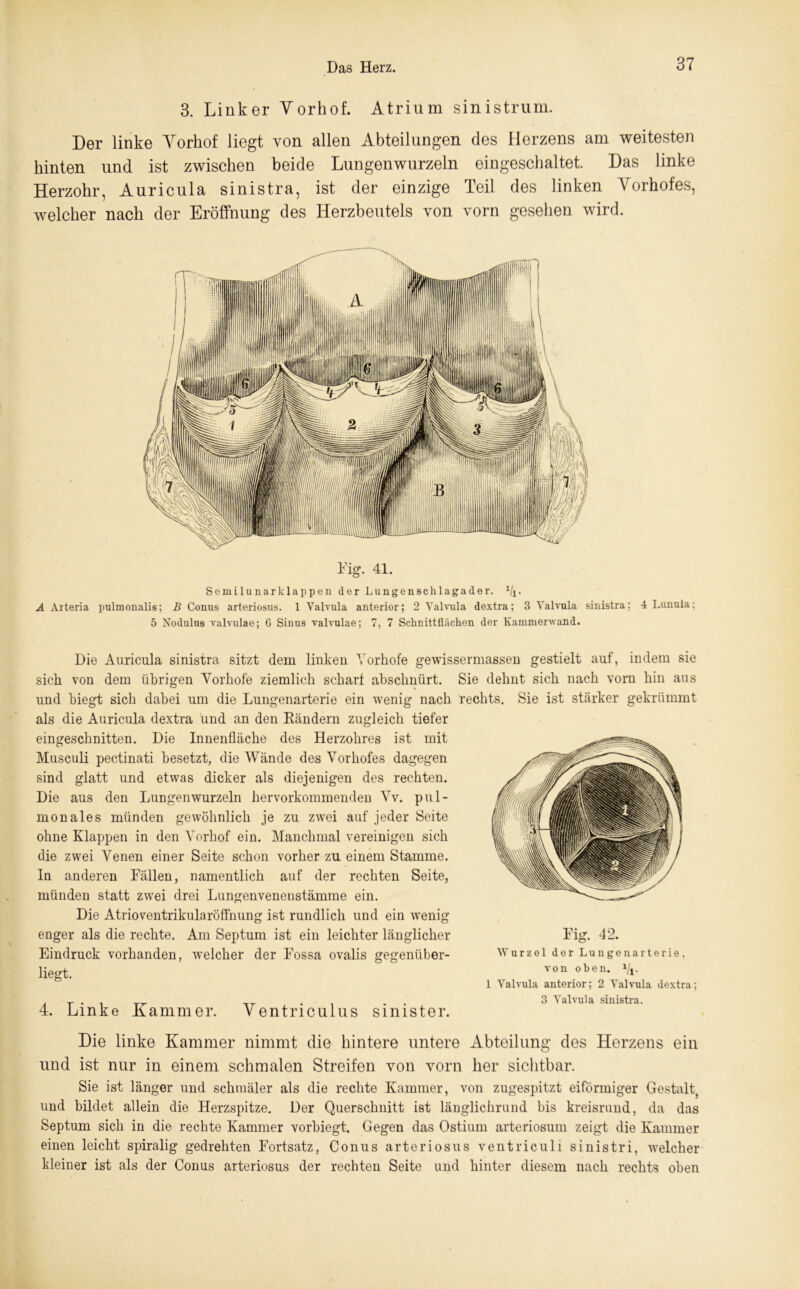 3. Linker Yorhof. Atrium sinistrum. Der linke Yorhof liegt von allen Abteilungen des Herzens am weitesten hinten und ist zwischen beide Lungen wurzeln eingeschaltet. Das linke Herzohr, Auricula sinistra, ist der einzige Teil des linken 4rorhofes, welcher nach der Eröffnung des Herzbeutels von vorn gesehen wird. Fig. 41. Semilunarklappen der Lungenschlagader. Vi- A Arteria pulmonalis; B Conus arteriosus. 1 Valvula anterior; 2 Valvula dextra; 3 Yalvula sinistra; 4 Lunula: 5 Nodulus valvulae; G Sinus valvulae; 7, 7 Schnittflächen der Kammerwand. Die Auricula sinistra sitzt dem linken Yorkofe gewissermassen gestielt auf, indem sie sich von dem übrigen Vorhofe ziemlich scharf absclmürt. Sie dehnt sich nach vorn hin aus und biegt sich dabei um die Lungenarterie ein wenig nach rechts. Sie ist stärker gekrümmt als die Auricula dextra und an den Rändern zugleich tiefer eingeschnitten. Die Innenfläche des Herzohres ist mit Musculi pectinati besetzt, die Wände des Vorhofes dagegen sind glatt und etwas dicker als diejenigen des rechten. Die aus den Lungen wurzeln hervorkommenden Yv. pul- monales münden gewöhnlich je zu zwei auf jeder Seite ohne Klappen in den Yorhof ein. Manchmal vereinigen sich die zwei Venen einer Seite schon vorher zu einem Stamme. In anderen Fällen, namentlich auf der rechten Seite, münden statt zwei drei Lungenvenenstämme ein. Die Atrioventrikularöffnung ist rundlich und ein wenig enger als die rechte. Am Septum ist ein leichter länglicher Eindruck vorhanden, welcher der Fossa ovalis gegenüber- liegt. Fig. 42. 4. Linke Kammer. Yentriculus sinister. Wurzel der Lunge na rterie, von oben. ^j. 1 Valvula anterior; 2 Yalvula dextra; 3 Yalvula sinistra. Die linke Kammer nimmt die hintere untere Abteilung des Herzens ein und ist nur in einem schmalen Streifen von vorn her sichtbar. Sie ist länger und schmäler als die rechte Kammer, von zugespitzt eiförmiger Gestalt, und bildet allein die Herzspitze. Der Querschnitt ist länglichrund bis kreisrund, da das Septum sich in die rechte Kammer vorbiegt. Gegen das Ostium arteriosum zeigt die Kammer einen leicht spiralig gedrehten Fortsatz, Conus arteriosus ventriculi sinistri, welcher kleiner ist als der Conus arteriosus der rechten Seite und hinter diesem nach rechts oben