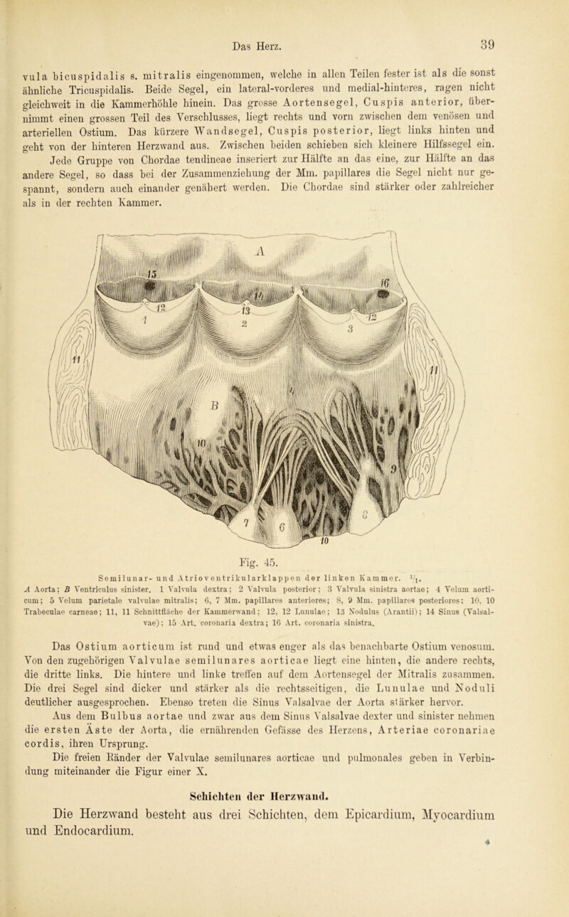 vula bicuspidalis s. mitralis eingenommen, welche in allen Teilen fester ist als die sonst ähnliche Tricuspidalis. Beide Segel, ein lateral-vorderes und medial-hinteres, ragen nicht gleichweit in die Kammerhöhle hinein. Das grosse Aortensegel, Cuspis anterior, über- nimmt einen grossen Teil des Verschlusses, liegt rechts und vorn zwischen dem venösen und arteriellen Ostium. Das kürzere Wandsegel, Cuspis posterior, liegt links hinten und geht von der hinteren Herzwand aus. Zwischen beiden schieben sich kleinere Hilfssegel ein. Jede Gruppe von Chordae tendineae inseriert zur Hälfte an das eine, zur Hälfte an das andere Segel, so dass bei der Zusammenziehung der Mm. papilläres die Segel nicht nur ge- spannt, sondern auch einander genähert werden. Die Chordae sind stärker oder zahlreicher als in der rechten Kammer. Fig. 45. Semilunar- und Atrioventrikularklappen der linken Kammer. 1/j. A Aorta; B Ventriculus sinister. 1 Val vula dextra; 2 Yalvula posterior; 3 Valvula sinistra aortae; 4 Velurn aorti- cum; 5 Velum parietale valvulae mitralis; 6, 7 Mm. papilläres anteriores; 8, 9 Mm. papilläres posteriores; 10, 10 Trabeculae carneae; 11, 11 Schnittfläche der Kammerwand; 12, 12 Lunulae; 13 Nodulus (Arantii); 14 Sinus (Yalsal- vae); 15 Art. coronaria dextra; 16 Art. coronaria sinistra. Das Ostium aorticum ist rund und etwas enger als das benachbarte Ostium venosum. Von den zugehörigen Valvulae semilunares aorticae liegt eine hinten, die andere rechts, die dritte links. Die hintere und linke treffen auf dem Aortensegel der Mitralis zusammen. Die drei Segel sind dicker und stärker als die rechtsseitigen, die Lunulae und Noduli deutlicher ausgesprochen. Ebenso treten die Sinus Valsalvae der Aorta stärker hervor. Aus dem Bulbus aortae und zwar aus dem Sinus Valsalvae dexter und sinister nehmen die ersten Aste der Aorta, die ernährenden Gefässe des Herzens, Arteriae coronariae cor dis, ihren Ursprung. Die freien Ränder der Valvulae semilunares aorticae und pulmonales geben in Verbin- dung miteinander die Figur einer X. Schichten der Herzwand. Die Herzwand besteht aus drei Schichten, dem Epicardium, Myocardium und Endocardium. 4