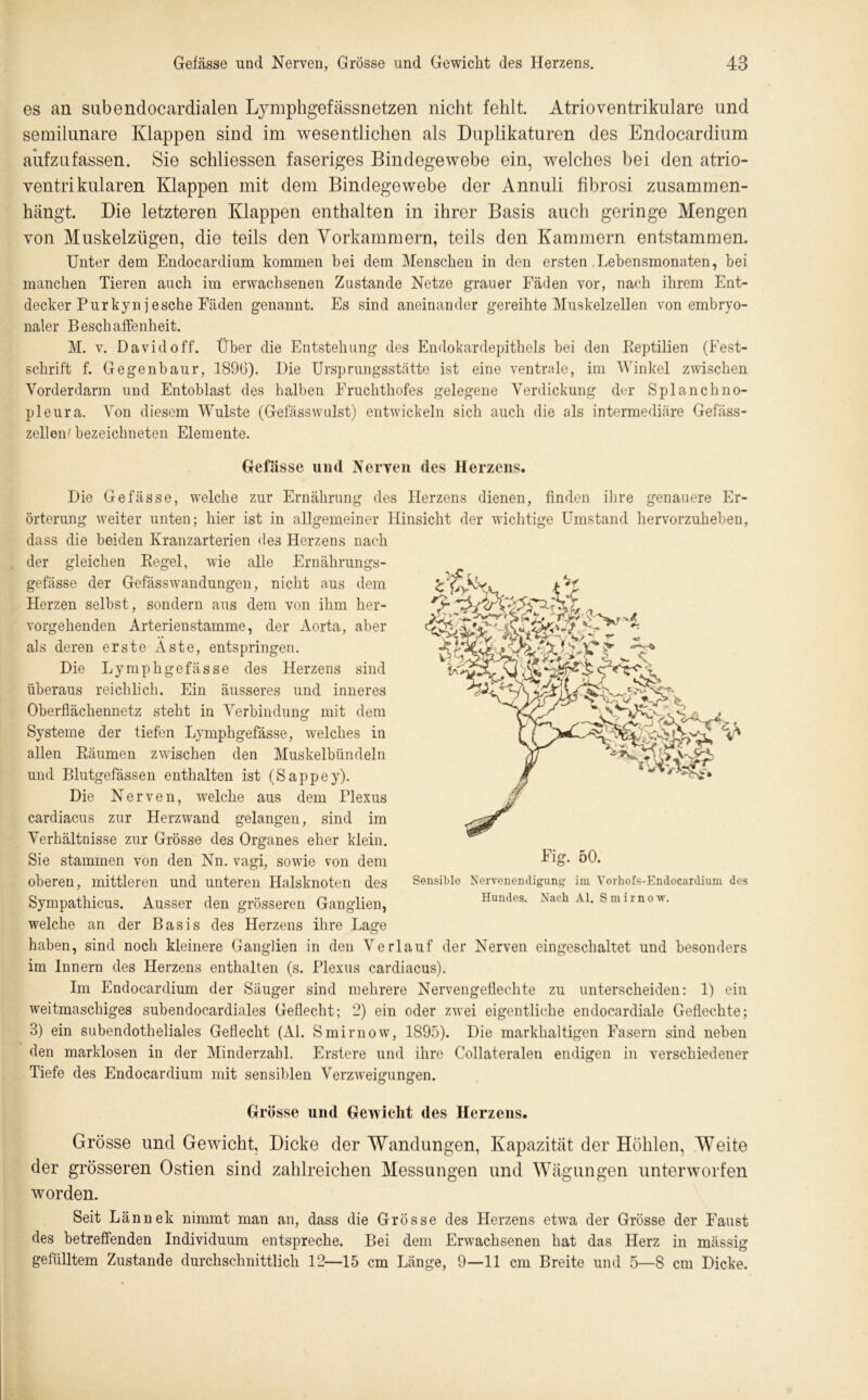 es an subendocardialen Lymphgefässnetzen nicht fehlt. Atrioventrikulare und semilunare Klappen sind im wesentlichen als Duplikaturen des Endocardium aufzufassen. Sie schliessen faseriges Bindegewebe ein, welches bei den atrio- ventrikularen Klappen mit dem Bindegewebe der Annuli fibrosi zusammen- hängt. Die letzteren Klappen enthalten in ihrer Basis auch geringe Mengen von Muskelzügen, die teils den Yorkammern, teils den Kammern entstammen. Unter dem Endocardium kommen bei dem Menschen in den ersten Lebensmonaten, bei manchen Tieren auch im erwachsenen Zustande Netze grauer Fäden vor, nach ihrem Ent- decker Pur kyn j esche Fäden genannt. Es sind aneinander gereihte Muskelzellen von embryo- naler Beschaffenheit. M. v. David off. Über die Entstehung des Endokardepithels bei den Beptilien (Fest- schrift f. Gegenbaur, 1890). Die Ursprungsstätte ist eine ventrale, im Winkel zwischen Vorderdarm und Entoblast des halben Eruchthofes gelegene Verdickung der Splanchno- pleura. Von diesem Wulste (Gefässwulst) entwickeln sich auch die als intermediäre Gefäss- zellen' bezeichneten Elemente. Gefässe und Nerven des Herzens. Die Gefässe, welche zur Ernährung des Herzens dienen, finden ihre genauere Er- örterung weiter unten; hier ist in allgemeiner Hinsicht der wichtige Umstand hervorzuheben, dass die beiden Kranzarterien des Herzens nach der gleichen Regel, wie alle Ernährungs- gefässe der GefässWandungen, nicht aus dem Herzen selbst, sondern aus dem von ihm her- vorgehenden Arterien stamme, der Aorta, aber als deren erste Aste, entspringen. Die Lymphgefässe des Herzens sind überaus reichlich. Ein äusseres und inneres Oberflächennetz steht in Verbindung mit dem Systeme der tiefen Lymphgefässe, welches in allen Räumen zwischen den Muskelbündeln und Blutgefässen enthalten ist (Sappey). Die Nerven, welche aus dem Plexus cardiacus zur Herzwand gelangen, sind im Verhältnisse zur Grösse des Organes eher klein. Sie stammen von den Nn. vagi, sowie von dem oberen, mittleren und unteren Halsknoten des Sympathicus. Ausser den grösseren Ganglien, welche an der Basis des Herzens ihre Lage haben, sind noch kleinere Ganglien in den Verlauf der Nerven eingeschaltet und besonders im Innern des Herzens enthalten (s. Plexus cardiacus). Im Endocardium der Säuger sind mehrere Nervengeflechte zu unterscheiden: 1) ein weitmaschiges subendocardiales Geflecht; 2) ein oder zwei eigentliche endocardiale Geflechte; 3) ein subendotheliales Geflecht (Al. Smirnow, 1895). Die markhaltigen Fasern sind neben den marklosen in der Minderzahl. Erstere und ihre Collateralen endigen in verschiedener Tiefe des Endocardium mit sensiblen Verzweigungen. Grösse und Gewicht des Herzens. Grösse und Gewicht, Dicke der Wandungen, Kapazität der Höhlen, Weite der grösseren Ostien sind zahlreichen Messungen und Wägungen unterworfen worden. Seit Lännek nimmt man an, dass die Grösse des Herzens etwa der Grösse der Faust des betreffenden Individuum entspreche. Bei dem Erwachsenen hat das Herz in mässig gefülltem Zustande durchschnittlich 12—15 cm Länge, 9—11 cm Breite und 5—8 cm Dicke. Fig. 50. Sensible Nervenendigung im Vorhofs-Endocardium des Hundes. Nach Al. Smirnow.