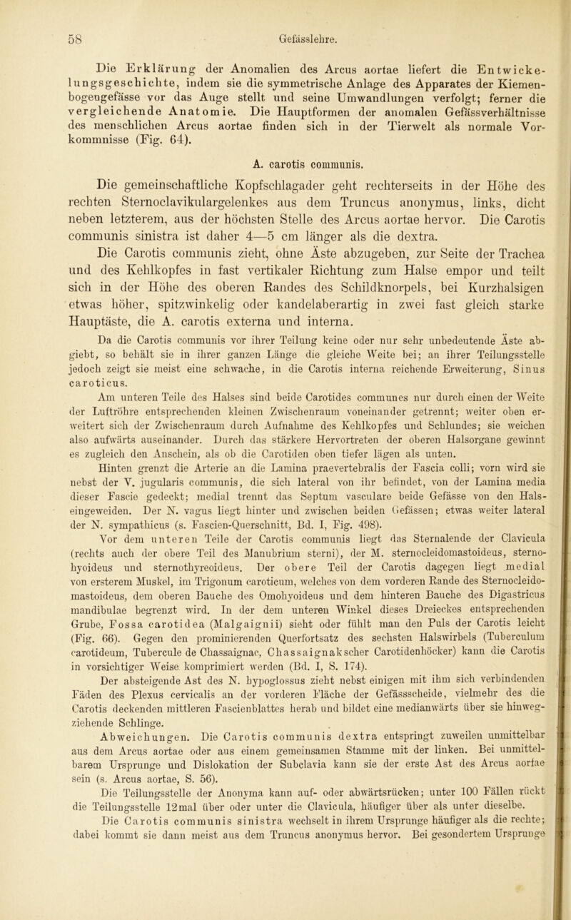 Die Erklärung der Anomalien des Arcus aortae liefert die Entwicke- lungsgeschichte, indem sie die symmetrische Anlage des Apparates der Kiemen- bogengefässe vor das Auge stellt und seine Umwandlungen verfolgt; ferner die vergleichende Anatomie. Die Hauptformen der anomalen Gefässverhältnisse des menschlichen Arcus aortae finden sich in der Tierwelt als normale Vor- kommnisse (Fig. 64). A. carotis communis. Die gemeinschaftliche Kopfschlagader geht rechterseits in der Höhe des rechten Sternoclavikulargelenkes aus dem Truncus anonymus, links, dicht neben letzterem, aus der höchsten Stelle des Arcus aortae hervor. Die Carotis communis sinistra ist daher 4—5 cm länger als die dextra. Die Carotis communis zieht, ohne Äste abzugeben, zur Seite der Trachea und des Kehlkopfes in fast vertikaler Richtung zum Halse empor und teilt sich in der Höhe des oberen Randes des Schildknorpels, bei Kurzhalsigen etwas höher, spitzwinkelig oder kandelaberartig in zwei fast gleich starke Hauptäste, die A. carotis externa und interna. Da die Carotis communis vor ihrer Teilung keine oder nur sehr unbedeutende Aste ab- giebt, so behält sie in ihrer ganzen Länge die gleiche Weite bei; an ihrer Teilungsstelle jedoch zeigt sie meist eine schwache, in die Carotis interna reichende Erweiterung, Sinus caroticus. Am unteren Teile des Halses sind beide Carotides communes nur durch einen der Weite der Luftröhre entsprechenden kleinen Zwischenraum voneinander getrennt; weiter oben er- weitert sich der Zwischenraum durch Aufnahme des Kehlkopfes und Schlundes; sie wTeichen also aufwärts auseinander. Durch das stärkere Hervortreten der oberen Halsorgane gewinnt es zugleich den Anschein, als ob die Carotiden oben tiefer lägen als unten. Hinten grenzt die Arterie an die Lamina praevertebralis der Fascia colli; vorn wird sie nebst der V. jugularis communis, die sich lateral von ihr befindet, von der Lamina media dieser Fascie gedeckt; medial trennt das Septum vasculare beide Gefässe von den Hals- eingeweiden. Der N. vagus liegt hinter und zwischen beiden (iefässen; etwas weiter lateral der N. sympathicus (s. Fascien-Querschnitt, 13d. 1, Fig. 498). Vor dem unteren Teile der Carotis communis liegt das Sternalende der Clavicula (rechts auch der obere Teil des Manubrium sterni), der M. sternocleidomastoideus, sterno- hyoideus und sternotliyreoideus. Der obere Teil der Carotis dagegen liegt medial von ersterem Muskel, im Trigonum caroticum, Avelches von dem vorderen Rande des Sternocleido- mastoideus, dem oberen Bauche des Omohyoideus und dem hinteren Bauche des Digastricus mandibulae begrenzt wrird. In der dem unteren Winkel dieses Dreieckes entsprechenden Grube, Fossa carotidea (Malgaignii) sieht oder fühlt man den Puls der Carotis leicht (Fig. 66). Gegen den prominieren den Querfortsatz des sechsten Halswirbels (Tuberculum carotideum, Tubercule de Chassaignac, Chassaignakscher Carotidenhöcker) kann die Carotis in vorsichtiger Weise komprimiert werden (Bd. I, S. 174). Der absteigende Ast des N. hypoglossus zieht nebst einigen mit ihm sich verbindenden Fäden des Plexus cervicalis an der vorderen Fläche der Gefässscheide, vielmehr des die Carotis deckenden mittleren Fascienblattes herab und bildet eine medianwärts über sie hinweg- ziehende Schlinge. Abweichungen. Die Carotis communis dextra entspringt zuweilen unmittelbar aus dem Arcus aortae oder aus einem gemeinsamen Stamme mit der linken. Bei unmittel- barem Ursprünge und Dislokation der Subclavia kann sie der erste Ast des Arcus aorfae sein (s. Arcus aortae, S. 56). Die Teilungsstelle der Anonyma kann auf- oder abwärtsrücken; unter 100 Fällen rückt die Teilungsstelle 12mal über oder unter die Clavicula, häufiger über als unter dieselbe. Die Carotis communis sinistra wechselt in ihrem Ursprünge häufiger als die rechte; dabei kommt sie dann meist aus dem Truncus anonymus hervor. Bei gesondertem Ursprünge
