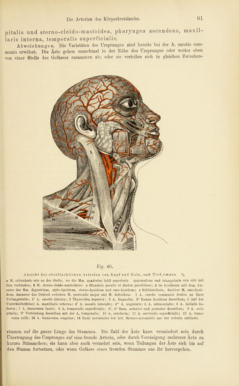 pitalis und sterno-cleido-mastoidea, pharyngea ascendens, maxil- laris interna, temporalis superficialis. Abweichungen. Die Varietäten des Ursprunges sind bereits bei der A. carotis com- munis erwähnt. Die Äste gehen manchmal in der Nähe des Ursprunges oder weiter oben von einer Stelle des Gefässes zusammen ab; oder sie verteilen sich in gleichen Zwischen- Fig. 66. Ansicht der oberflächlichen Arterien von Kopf und Hals, nach Tied.emann 1/s a M. orbicularis oris an der Stelle, wo die Mm. quadratus labii suporioris zygomaticus und triangularis oris sich mit ihm verbinden; b M. sterno-cleido-mastoideus; c Glandula parotis et ductus parotideus; d Os hyoideum mit dem An- sätze der Mm. digastricus, stylo-hyoideus, sterno-hyoideus und omo-hyoideus; e Schlüsselbein, darüber M. omo-hyoi- deus, darunter das Dreieck zwischen M. pectoralis major und M. deltoideus. 1 A. carotis communis dextra an ihrer Teilungsstelle; 1' A. carotis interna; 2 Thyreoidea superior; 3 A. lingualis; 3' Ramus hyoideus derselben; 4 (auf der Unterkieferdrüse) A. maxillaris externa; 4' A. nasalis lateralis; 4 A. angularis; 5 A. submentalis; 6 A. labialis in- ferior; 7 A. transversa faciei; 8 A. temporalis superficialis; 8', 8' Rani, anterior und posterior derselben; 9 A. occi- pitalis; 9' Verbindung derselben mit der A. temporalis; 10 A. subclavia; 11 A. cervicalis superficialis; 12 A. trans- versa colli; 13 A. transversa seapulae; 14 Rami acromiales der Art. thoraco-acromialis aus der Arteria axillaris. räumen auf die ganze Länge des Stammes. Die Zahl der Äste kann vermindert sein durch Übertragung des Ursprunges auf eine fremde Arterie, oder durch Vereinigung mehrerer Äste zu kurzen Stämmchen; sie kann aber auch vermehrt sein, wenn Teilungen der Äste sich bis auf den Stamm fortsetzen, oder wenn Gefässe eines fremden Stammes aus ihr hervorgehen.