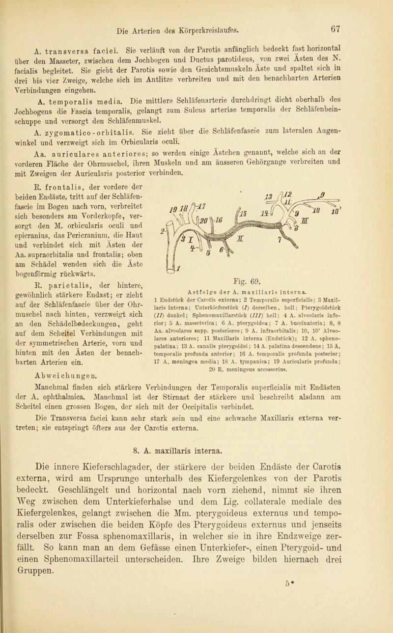 A. transversa faciei. Sie verläuft von der Parotis anfänglich bedeckt fast horizontal über den Masseter, zwischen dem Jochbogen und Ductus parotideus, von zwei Asten des K. facialis begleitet. Sie giebt der Parotis sowie den Gesichtsmuskeln Äste und spaltet sich in drei bis vier Zweige, welche sich im Antlitze verbreiten und mit den benachbarten Arterien Verbindungen eingehen. A. temporalis media. Die mittlere Schläfenarterie durchdringt dicht oberhalb des Jochbogens die Pascia temporalis, gelangt zum Sulcus arteriae temporalis der Schläfenbein- schuppe und versorgt den Schläfenmuskel. A. zygomatico - orbitalis. Sie zieht über die Schläfenfascie zum lateralen Augen- winkel und verzweigt sich im Orbicularis oculi. Aa. auriculares anteriores; so werden einige Ästchen genannt, welche sich an der vorderen Fläche der Ohrmuschel, ihren Muskeln und am äusseren Gehörgange verbreiten und mit Zweigen der Auricularis posterior verbinden. E. frontalis, der vordere der beiden Endäste, tritt auf der Schläfen- fascie im Bogen nach vorn, verbreitet sich besonders am Vorderkopfe, ver- sorgt den M. orbicularis oculi und epicranius, das Pericranium, die Haut und verbindet sich mit Ästen der Aa. supraorbitalis und frontalis; oben am Schädel wenden sich die x\stc bogenförmig rückwärts. R. parietalis, der hintere, gewöhnlich stärkere Endast; er zieht auf der Schläfenfascie über der Ohr- muschel nach hinten, verzweigt sich an den Schädelbedeckungen, geht auf dem Scheitel Verbindungen mit der symmetrischen Arterie, vorn und hinten mit den Ästen der benach- barten Arterien ein. zu k. memngeus accessorius. Abwei chungen. Manchmal finden sich stärkere Verbindungen der Temporalis superficialis mit Endästen der A. ophthalmica. Manchmal ist der Stirnast der stärkere und beschreibt alsdann am Scheitel einen grossen Bogen, der' sich mit der Occipitalis verbindet. Die Transversa faciei kann sehr stark sein und eine schwache Maxillaris externa ver- treten; sie entspringt öfters aus der Carotis externa. 8. A. maxillaris interna. Die innere Kieferschlagader, der stärkere der beiden Endäste der Carotis externa, wird am Ursprünge unterhalb des Kiefergelenkes von der Parotis bedeckt. Geschlängelt und horizontal nach vorn ziehend, nimmt sie ihren ÄVeg zwischen dem Unterkieferhalse und dem Lig. collaterale mediale des Kiefergelenkes, gelangt zwischen die Mm. pterygoideus externus und tempo- ralis oder zwischen die beiden Köpfe des Pterygoideus externus und jenseits derselben zur Fossa sphenomaxillaris, in welcher sie in ihre Endzweige zer- fällt. So kann man an dem Gefässe einen Unterkiefer-, einen Pterygoid- und einen Sphenomaxillarteil unterscheiden. Ihre Zweige bilden hiernach drei Gruppen. 5 * Fig. 69. Astfolge der A. maxillaris interna. 1 Endstück der Carotis externa; 2 Temporalis snperficialis; 3 Maxil- laris interna; Unterkieferstück (7) derselben, hell; Pterygoidstück (11) dunkel; Sphenomaxillarstück (III) hell; 4 A. alveolaris infe- rior; 5 A. masseterica; 6 A. pterygoidea; 7 A. bnccinatoria; 8, 8 Aa. alveolares supp, posteriores; 9 A. infraorbitalis; 10, 10' Alveo- lares anteriores; 11 Maxillaris interna (Endstück); 12 A. spheno- palatina; 13 A. canalis pterygoidei; 14 A. palatina descendens ; 15 A. temporalis profunda anterior; 16 A. temporalis profunda posterior; 17 A. meningea media; 18 A. tympanica; 19 Auricularis profunda;