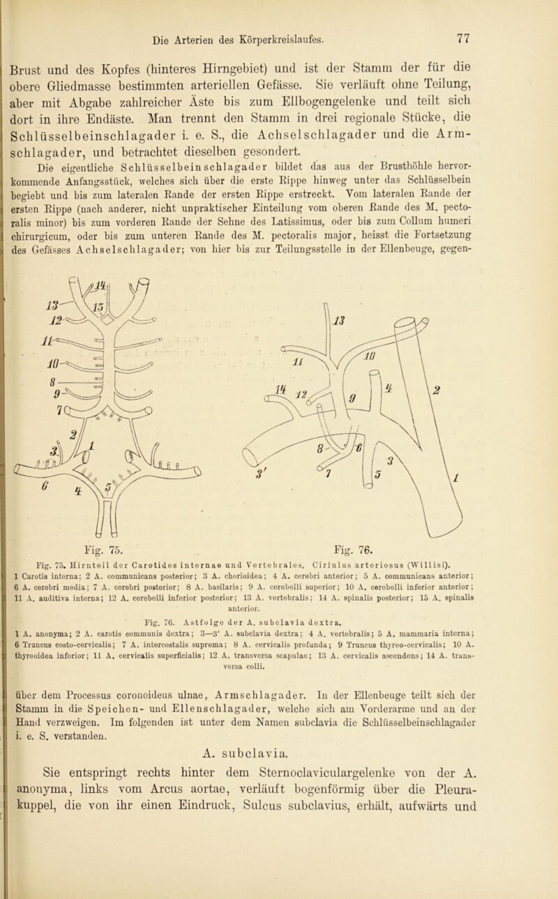 Brust und des Kopfes (hinteres Hirngebiet) und ist der Stamm der für die obere Gliedmasse bestimmten arteriellen Gefässe. Sie verläuft ohne Teilung, aber mit Abgabe zahlreicher Äste bis zum Ellbogengelenke und teilt sich dort in ihre Endäste. Man trennt den Stamm in drei regionale Stücke, die | Schlüsselbeinschlagader i. e. S., die Achselschlagader und die Arm- schlagader, und betrachtet dieselben gesondert. Die eigentliche Schlüsselbein Schlagader bildet das aus der Brusthöhle hervor- kommende Anfangsstück, welches sich über die erste Rippe hinweg unter das Schlüsselbein * begiebt und bis zum lateralen Rande der ersten Rippe erstreckt. Vom lateralen Rande der ersten Rippe (nach anderer, nicht unpraktischer Einteilung vom oberen Rande des M, pecto- ralis minor) bis zum vorderen Rande der Sehne des Latissimus, oder bis zum Collum humeri chirurgicum, oder bis zum unteren Rande des M. pectoralis major, heisst die Fortsetzung des Gefässes Achselschlagader; von hier bis zur Teilungsstelle in der Ellenbeuge, gegen- Eig. 75. Fig. 76. Fig. 75. Hirnteil der Carotides internae und Vortebralos. Cirlulus arteriosus (Willisi). I Carotis interna; 2 A. communicans posterior; 3 A. chorioidea; 4 A. cerebri anterior; 5 A. communicans anterior; 6 A. cerebri media; 7 A. cerebri posterior; 8 A. basilaris; 9 A. cerebelli superior; 10 A. cerebelli inferior anterior; II A. auditiva interna; 12 A. cerebelli inferior posterior; 13 A. vertebralis; 14 A. spinalis posterior; 15 A. spinalis anterior. Fig. 76. Astfolge der A. subclavia doxtra. 1 A. anonyma; 2 A. carotis communis dextra; 3—3' A. subclavia dextra; 4 A. vertebralis; 5 A. mammaria interna; 6 Truncus costo-cervicalis; 7 A. intercostalis suprema; 8 A. corvicalis profunda; 9 Truncus thyreo-cervicalis; 10 A. thyreoidea inferior; 11 A. cervicalis superficialis; 12 A. transversa scapulae; 13 A. cervicalis ascendens; 14 A. trans- versa colli. über dem Processus coronoideus ulnae, Armschlagader. In der Ellenbeuge teilt sich der Stamm in die Speichen- und Ellenschlagader, welche sich am Vorderarme und an der Hand verzweigen. Im folgenden ist unter dem Namen subclavia die Schlüsselbeinschlagader i. e. S. verstanden. A. subclavia. Sie entspringt rechts hinter dem Sternoclaviculargelenke von der A. anonyma, links vom Arcus aortae, verläuft bogenförmig über die Pleura- kuppel, die von ihr einen Eindruck, Sulcus subclavius, erhält, aufwärts und