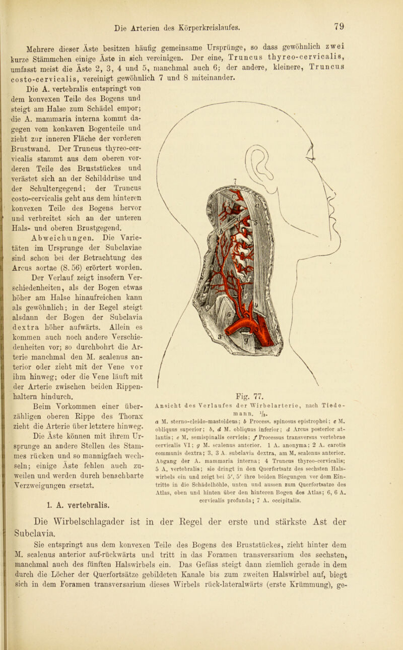 Mehrere dieser Äste besitzen häufig gemeinsame Ursprünge, so dass gewöhnlich zwei kurze Stämmchen einige Äste in sich vereinigen. Der eine, Truncus thyreo-cervicalis, umfasst meist die Äste 2, 3, 4 und 5, manchmal auch 6; der andere, kleinere, Truncus costo-cervicalis, vereinigt gewöhnlich 7 und 8 miteinander. Die A. vertebralis entspringt von dem konvexen Teile des Bogens und steigt am Halse zum Schädel empor; die A. mammaria interna kommt da- gegen vom konkaven Bogen teile und zieht zur inneren Fläche der vorderen Brustwand. Der Truncus thyreo-cer- vicalis stammt aus dem oberen vor- deren Teile des Bruststückes und verästet sich an der Schilddrüse und der Schultergegend; der Truncus costo-cervicalis geht aus dem hinteren konvexen Teile des Bogens hervor und verbreitet sich an der unteren Hals- und oberen Brustgegend. Abweichungen. Die Varie- täten im Ursprünge der Subclaviae sind schon bei der Betrachtung des Arcus aortae (S. 56) erörtert worden. Der Verlauf zeigt insofern Ver- schiedenheiten, als der Bogen etwas höher am Halse hinaufreichen kann als gewöhnlich; in der Kegel steigt alsdann der Bogen der Subclavia dextra höher aufwärts. Allein es kommen auch noch andere Verschie- denheiten vor; so durchbohrt die Ar- terie manchmal den M. scalenus an- terior oder zieht mit der Vene vor ihm hinweg; oder die Vene läuft mit der Arterie zwischen beiden Rippen- haltern hindurch. Beim Vorkommen einer über- zähligen oberen Rippe des Thorax zieht die Arterie über letztere hinweg. Die Äste können mit ihrem Ur- sprünge an andere Stellen des Stam- mes rücken und so mannigfach wech- seln; einige Äste fehlen auch zu- weilen und werden durch benachbarte Verzweigungen ersetzt. 1. A. vertebralis. Fig. 77. Ansicht des Verlaufes derWirbelarterio, nach Tiedo- mann. Vs. a M. sterno-cleido-mastoideus; b Process. spinosus epistrophei; e M. obliquus superior; b, d M. obliquus inferior; d Arcus posterior at- lantis; e M. semispinalis cervicis; /Processus transversus vertebrae cervicalis VI; g M. scalenus anterior. 1 A. anonyma; 2 A. carotis communis dextra; 3, 3 A. subclavia dextra, am M. scalenus anterior. Abgang der A. mammaria interna; 4 Truncus thyreo-cervicalis; 5 A. vertebralis; sie dringt in den Querfortsatz des sechsten Hals- wirbels ein und zeigt bei 5', 5' ihre beiden Biegungen vor dem Ein- tritte in die Schädelhöhle, unten und aussen zum Querfortsatzo des Atlas, oben und hinten über den hinteren Bogen des Atlas; 6, 6 A. cervicalis profunda; 7 A. occipitalis. Die Wirbelschlagader ist in der Regel der erste und stärkste Ast der Subclavia. Sie entspringt aus dem konvexen Teile des Bogens des Bruststückes, zieht hinter dem M. scalenus anterior auf-rückwärts und tritt in das Foramen transversarium des sechsten, manchmal auch des fünften Halswirbels ein. Das Gefäss steigt dann ziemlich gerade in dem durch die Löcher der Querfortsätze gebildeten Kanäle bis zum zweiten Halswirbel auf, biegt sich in dem Foramen transversarium dieses Wirbels rück-lateralwärts (erste Krümmung), ge-