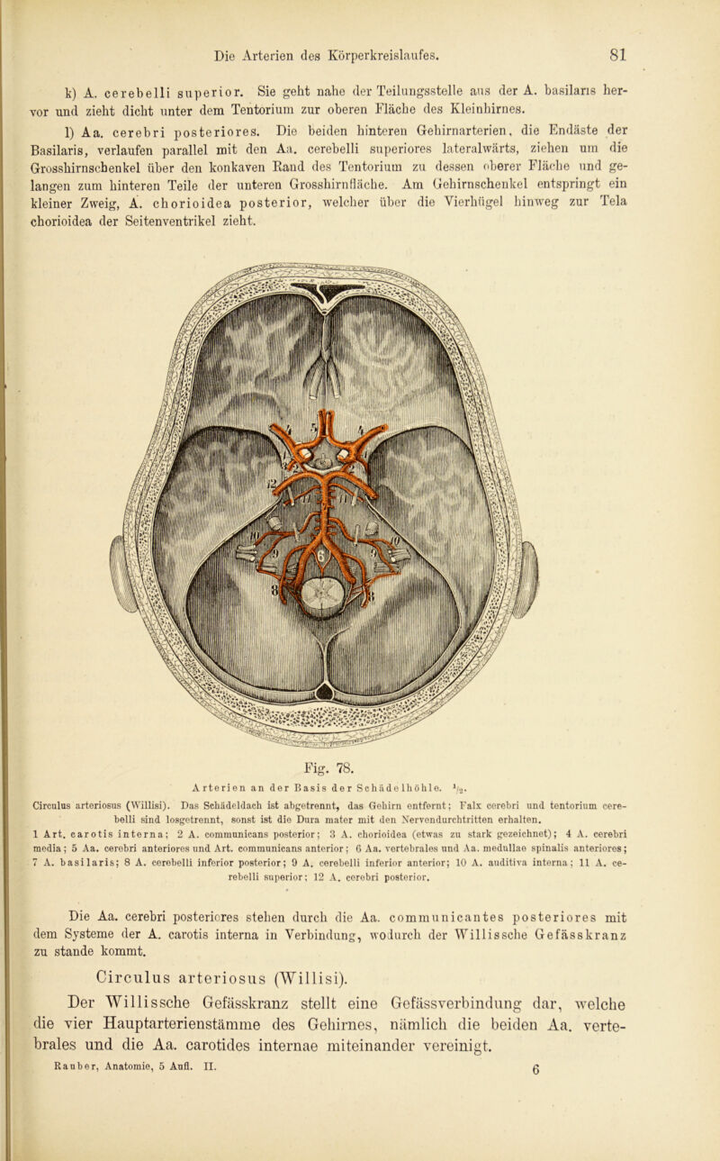 k) A. cerebelli superior. Sie geht nahe der Teilungsstelle aus der A. basilans her- vor und zieht dicht unter dem Tentorium zur oberen Fläche des Kleinhirnes. l) Aa. cerebri posteriores. Die beiden hinteren Gehirnarterien, die Endäste der Basilaris, verlaufen parallel mit den Aa. cerebelli superiores lateralwärts, ziehen um die Grosshirnschenkel über den konkaven Rand des Tentorium zu dessen oberer Fläche und ge- langen zum hinteren Teile der unteren Grosshirn fläche. Am Gehirnschenkel entspringt ein kleiner Zweig, A. chorioidea posterior, welcher über die Vierhügel hinweg zur Tela chorioidea der Seitenventrikel zieht. Fig. 78. Arterien an der Basis der Schade lhöhle. 1/2. Circulus arteriosus (Willisi). Das Schädeldach ist abgetrennt, das Gehirn entfernt; Falx cerebri und tentorium cere- belli sind losgetrennt, sonst ist die Dura mater mit den Nervendurchtritten erhalten. 1 Art. carotis interna; 2 A. communicans posterior; 3 A. chorioidea (etwas zu stark gezeichnet); 4 A. cerebri media; 5 Aa. cerebri anteriores und Art. communicans anterior; G Aa. vertebrales und Aa. medullae spinalis anteriores; 7 A. basilaris; 8 A. cerebelli inferior posterior; 9 A. cerebelli inferior anterior; 10 A. auditiva interna; 11 A. ce- rebelli superior; 12 A. cerebri posterior. Die Aa. cerebri posteriores stehen durch die Aa. communicantes posteriores mit dem Systeme der A. carotis interna in Verbindung, wodurch der Willissche Gefässkranz zu stände kommt. Circulus arteriosus (Willisi). Der Willissche Gefässkranz stellt eine Gefässverbindung dar, welche die vier Hauptarterienstämme des Gehirnes, nämlich die beiden Aa. verte- brales und die Aa. carotides internae miteinander vereinigt. Räuber, Anatomie, 5 Aufl. II. ß