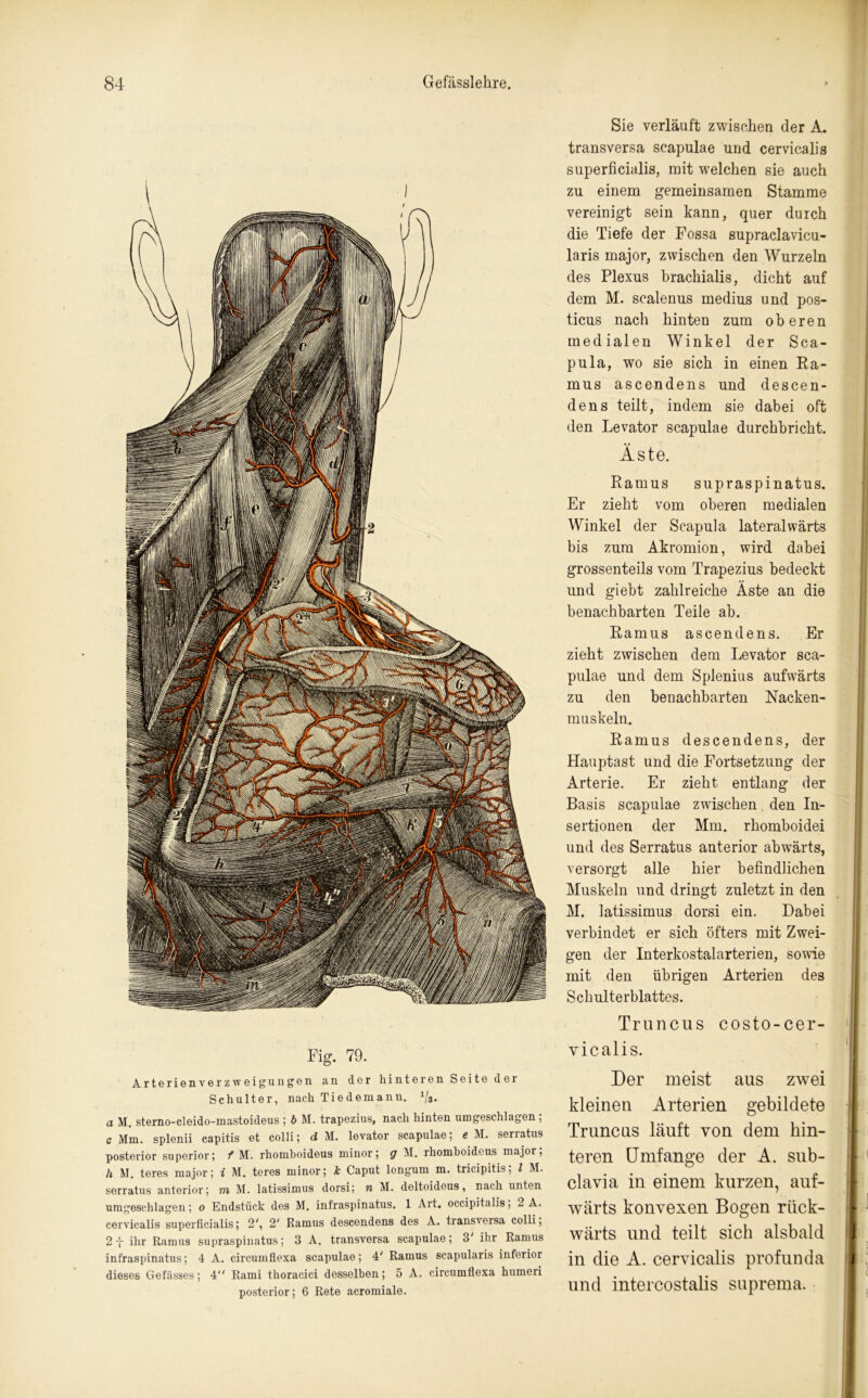 Fig. 79. Arterien Verzweigungen «xn dor hintei’en Seite der Schultor, nach Tiedemann. 1ji. a M. sterno-cleido-mastoideus ; b M. trapezius, nach hinton umgeschlagen; c Mm. splonii capitis et colli; d M. levator scapulae; e M. serratus posterior superior; f M. rhomboideus ininor; <7 M. rhomboideus majoi, h M. teres major; i M. teres minor; k Caput longum m. tricipitis; l M. serratus anterior; m M. latissimus dorsi; n M. deltoideus, nach unten umgeschlagen; o Endstück des M. infraspinatus. 1 Art. occipitalis; 2 A. cervicalis superficialis; 2', 2' Ramus descendens des A. transversa colli; 2 -J- ihr Ramus supraspinatus; 3 A, transversa scapulae; 3 ihr Ramus infraspinatus; 4 A. circumflexa scapulae; 4' Ramus scapularis inferior dieses Gefiisses; 4 Rami thoracici desselben; 5 A. circumflexa humeri posterior; 6 Rete acromiale. Sie verläuft zwischen der A. transversa scapulae und cervicalis superficialis, mit welchen sie auch zu einem gemeinsamen Stamme vereinigt sein kann, quer duich die Tiefe der Fossa supraclavicu- laris major, zwischen den Wurzeln des Plexus brachialis, dicht auf dem M. scalenus medius und pos- ticus nach hinten zum oberen medialen Winkel der Sca- pula, wo sie sich in einen Ra- mus asccndens und descen- dens teilt, indem sie dabei oft den Levator scapulae durchbricht. Äste. Ramus supraspinatus. Er zieht vom oberen medialen Winkel der Scapula lateralwärts bis zum Akromion, wird dabei grossenteils vom Trapezius bedeckt und giebt zahlreiche Äste an die benachbarten Teile ab. Ramus ascendens. Er zieht zwischen dem Levator sca- pulae und dem Splenius aufwärts zu den benachbarten Nacken- muskeln. Ramus descendens, der Hauptast und die Fortsetzung der Arterie. Er zieht entlang der Basis scapulae zwischen den In- sertionen der Mm. rhomboidei und des Serratus anterior abwärts, versorgt alle hier befindlichen Muskeln und dringt zuletzt in den M. latissimus dorsi ein. Dabei verbindet er sich öfters mit Zwei- gen der Interkostalarterien, sowie mit den übrigen Arterien des Schulterblattes. Truncus costo-cer- vicalis. Der meist aus zwei kleinen Arterien gebildete Truncus läuft von dem hin- teren Umfange der A. sub- clavia in einem kurzen, auf- wärts konvexen Bogen rück- wärts und teilt sich alsbald in die A. cervicalis profunda und intercostalis suprema.