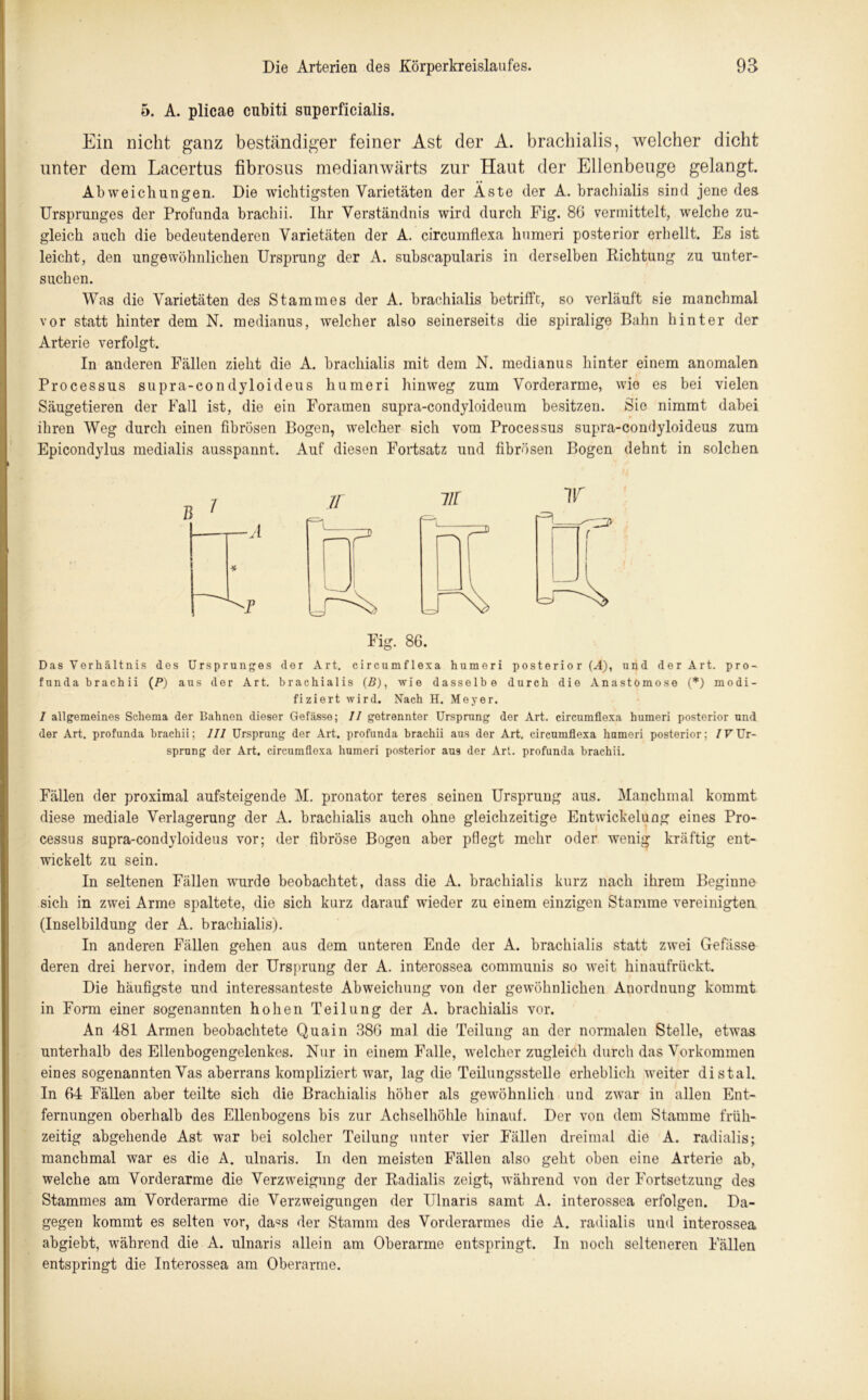 5. A. plicae cubiti superficialis. Ein nicht ganz beständiger feiner Ast der A. brachialis, welcher dicht unter dem Lacertus fibrosus medianwärts zur Haut der Ellenbeuge gelangt. Abweichungen. Die wichtigsten Varietäten der Äste der A. brachialis sind jene des Ursprunges der Profunda brachii. Ihr Verständnis wird durch Fig. 86 vermittelt, welche zu- gleich auch die bedeutenderen Varietäten der A. circumflexa humeri posterior erhellt. Es ist leicht, den ungewöhnlichen Ursprung der A. subscapularis in derselben Richtung zu unter- suchen. Was die Varietäten des Stammes der A. brachialis betrifft, so verläuft sie manchmal vor statt hinter dem N. medianus, welcher also seinerseits die spiralige Bahn hinter der Arterie verfolgt. In anderen Fällen zieht die A. brachialis mit dem N. medianus hinter einem anomalen Processus supra-condyloideus humeri hinweg zum Vorderarme, wie es bei vielen Säugetieren der Fall ist, die ein Foramen supra-condyloideum besitzen. Sie nimmt dabei ihren Weg durch einen fibrösen Bogen, welcher sich vom Processus supra-condyloideus zum Epicondylus medialis ausspannt. Auf diesen Fortsatz und fibrösen Bogen dehnt in solchen Fig. 86. Das Verhältnis des Ursprunges der Art. circumflexa humeri posterio r (^4), und der Art. pro- funda brachii (P) aus der Art. brachialis (P), wie dasselbe durch die Anastomose (*) modi- fiziert wird. Nach H. Meyer. 7 allgemeines Schema der Bahnen dieser Gefässe; II getrennter Ursprung der Art. circumflexa humeri posterior und der Art. profunda brachii; III Ursprung der Art. profunda brachii aus der Art, circumflexa humeri posterior; IV Ur- sprung der Art. circumflexa humeri posterior aus der Art. profunda brachii. Fällen der proximal aufsteigende M. pronator teres seinen Ursprung aus. Manchmal kommt diese mediale Verlagerung der A. brachialis auch ohne gleichzeitige Entwickelung eines Pro- cessus supra-condyloideus vor; der fibröse Bogen aber pflegt mehr oder wenig kräftig ent- wickelt zu sein. In seltenen Fällen wurde beobachtet, dass die A. brachialis kurz nach ihrem Beginne sich in zwei Arme spaltete, die sich kurz darauf wieder zu einem einzigen Stamme vereinigten (Inselbildung der A. brachialis). In anderen Fällen gehen aus dem unteren Ende der A. brachialis statt zwei Gefässe deren drei hervor, indem der Ursprung der A. interossea communis so weit hinaufrückt. Die häufigste und interessanteste Abweichung von der gewöhnlichen Anordnung kommt in Form einer sogenannten hohen Teilung der A. brachialis vor. An 481 Armen beobachtete Quain 386 mal die Teilung an der normalen Stelle, etwas unterhalb des Ellenbogengelenkes. Nur in einem Falle, welcher zugleich durch das Vorkommen eines sogenannten Vas aberrans kompliziert war, lag die Teilungsstelle erheblich weiter distal. In 64 Fällen aber teilte sich die Brachialis höher als gewöhnlich und zwar in allen Ent- fernungen oberhalb des Ellenbogens bis zur Achselhöhle hinauf. Der von dem Stamme früh- zeitig abgehende Ast war bei solcher Teilung unter vier Fällen dreimal die A. radialis; manchmal war es die A. ulnaris. In den meisten Fällen also geht oben eine Arterie ab, welche am Vorderarme die Verzweigung der Radialis zeigt, während von der Fortsetzung des Stammes am Vorderarme die Verzweigungen der Ulnaris samt A. interossea erfolgen. Da- gegen kommt es selten vor, da^s der Stamm des Vorderarmes die A. radialis und interossea abgiebt, während die A. ulnaris allein am Oberarme entspringt. In noch selteneren Fällen entspringt die Interossea am Oberarme.