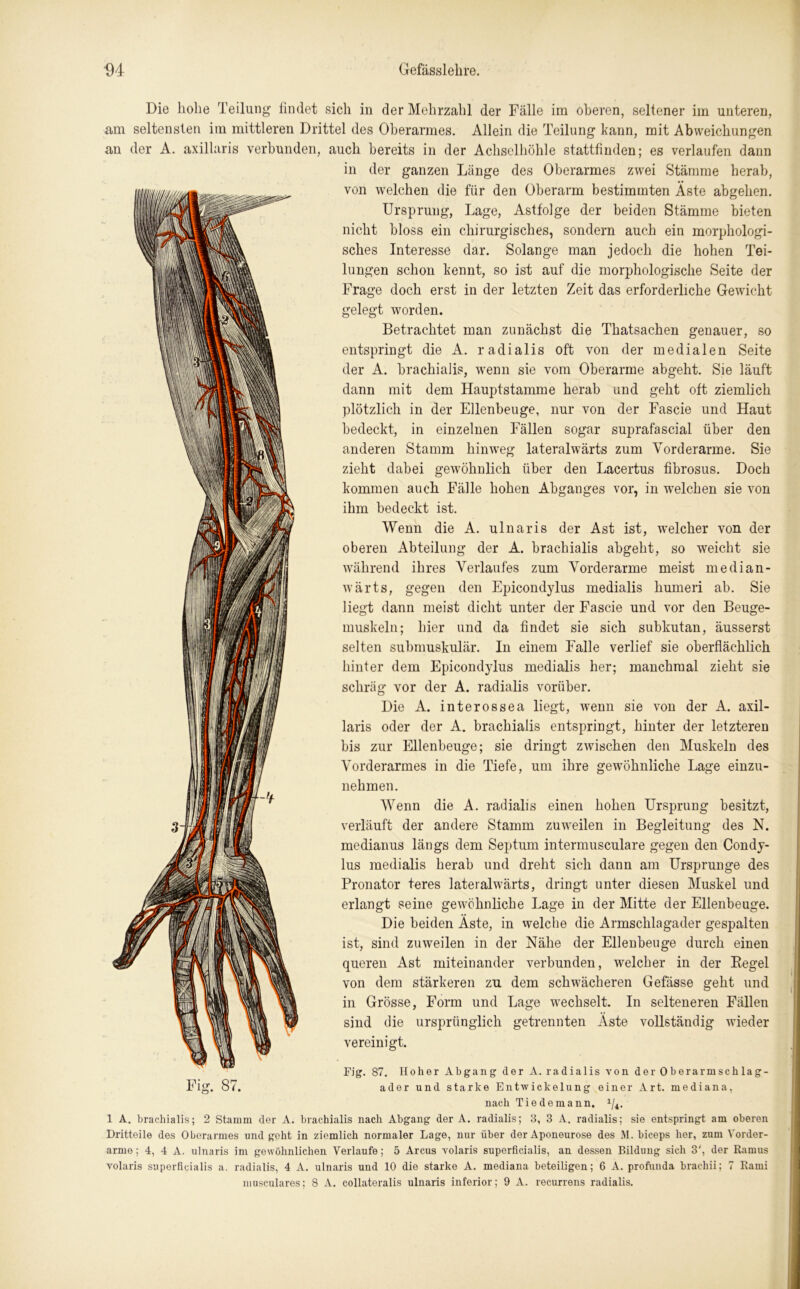 Die hohe Teilung findet sich in der Mehrzahl der Fälle im oberen, seltener im unteren, um seltensten im mittleren Drittel des Oberarmes. Allein die Teilung kann, mit Abweichungen an der A. axillaris verbunden, auch bereits in der Achselhöhle stattfinden; es verlaufen dann in der ganzen Länge des Oberarmes zwei Stämme herab, von welchen die für den Oberarm bestimmten Äste abgehen. Ursprung, Lage, Astfolge der beiden Stämme bieten nicht bloss ein chirurgisches, sondern auch ein morphologi- sches Interesse dar. Solange man jedoch die hohen Tei- lungen schon kennt, so ist auf die morphologische Seite der Frage doch erst in der letzten Zeit das erforderliche Gewicht gelegt worden. ll^HI Betrachtet man zunächst die Thatsachen genauer, so entspringt die A. radialis oft von der medialen Seite der A. brachialis, wenn sie vom Oberarme abgeht. Sie läuft dann mit dem Hauptstamme herab und geht oft ziemlich plötzlich in der Ellenbeuge, nur von der Fascie und Haut bedeckt, in einzelnen Fällen sogar suprafascial über den anderen Stamm hinweg lateralwärts zum Vorderarme. Sie zieht dabei gewöhnlich über den Lacertus fibrosus. Doch kommen auch Fälle hohen Abganges vor, in welchen sie von ihm bedeckt ist. Wenn die A. ulnaris der Ast ist, welcher von der oberen Abteilung der A. brachialis abgeht, so weicht sie während ihres Verlaufes zum Vorderarme meist median- wärts, gegen den Epicondylus medialis humeri ab. Sie liegt dann meist dicht unter der Fascie und vor den Beuge- muskeln; hier und da findet sie sich subkutan, äusserst selten submuskulär. In einem Falle verlief sie oberflächlich hinter dem Epicondylus medialis her; manchmal zieht sie schräg vor der A. radialis vorüber. Die A. interossea liegt, wenn sie von der A. axil- laris oder der A. brachialis entspringt, hinter der letzteren bis zur Ellenbeuge; sie dringt zwischen den Muskeln des Vorderarmes in die Tiefe, um ihre gewöhnliche Lage einzu- nehmen. Wenn die A. radialis einen hohen Ursprung besitzt, verläuft der andere Stamm zuweilen in Begleitung des N. medianus längs dem Septum intermusculare gegen den Condy- lus medialis herab und dreht sich dann am Ursprünge des Pronator teres lateralwärts, dringt unter diesen Muskel und erlangt seine gewöhnliche Lage in der Mitte der Ellenbeuge. Die beiden Äste, in welche die Armschlagader gespalten ist, sind zuweilen in der Nähe der Ellenbeuge durch einen queren Ast miteinander verbunden, welcher in der Pegel von dem stärkeren zu dem schwächeren Gefässe geht und in Grösse, Form und Lage wechselt. In selteneren Fällen sind die ursprünglich getrennten Äste vollständig wieder vereinigt. Uf Fig. 87. Fig. 87. Hoher Abgang der A. radialis von der Oberarmschlag- ader und starke Entwickelung einer Art. mediana, nach Tie de mann. 1/4. 1 A. brachialis; 2 Stamm der A. brachialis nach Abgang der A. radialis; 3, 3 A. radialis; sie entspringt am oberen Dritteile des Oberarmes und geht in ziemlich normaler Lage, nur über der Aponeurose des M. biceps her, zum Vorder- arme; 4, 4 A. ulnaris im gewöhnlichen Verlaufe; 5 Arcus volaris superficialis, an dessen Bildung sich 3', der Ramus volaris superficialis a. radialis, 4 A. ulnaris und 10 die starke A. mediana beteiligen; 6 A. profunda brachii; 7 Rami