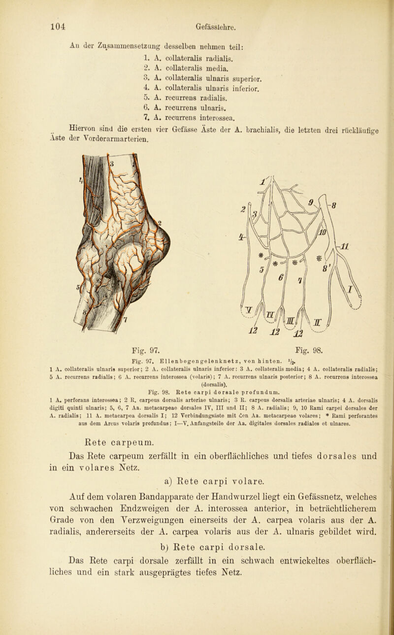 Au der Zusammensetzung desselben nehmen teil: 1. A. collateralis radialis. 2. A. collateralis media. 3. A. collateralis ulnaris superior. 4. A. collateralis ulnaris inferior. 5. A. recurrens radialis. 6. A. recurrens ulnaris. 7. A. recurrens interossea. Hiervon sind die ersten vier Gefässe Aste der A. brachialis, die letzten drei rückläufige Aste der Vorderarmarterien. Fig. 97. Fig. 98. Fig. 97. Ellenbogengelenknetz, von hinten. J/2* 1 A. collateralis ulnaris superior; 2 A. collateralis ulnaris inferior: 3 A. collateralis media; 4 A. collateralis radialis; 5 A. recurrens radialis; 6 A. recurrens interossea (volaris); 7 A. recurrens ulnaris posterior; 8 A. recurrens interossea (dorsalis). Fig. 98. Rete carpi dorsale profund um. 1 A. perforans interossea; 2 R. carpeus dorsalis arteriae ulnaris; 3 R. carpeus dorsalis arteriae ulnaris; 4 A. dorsalis digiti quinti ulnaris; 5, 6, 7 Aa. metacarpeae dorsales IV, III und II; 8 A. radialis; 9, 10 Rami carpei dorsales der A. radialis; 11 A. metacarpea dorsalis I; 12 Verbindungsäste mit den Aa. metacarpeae volares; * Rami perforantes aus dem Arcus volaris profundus; I—V. xVnfangsteile der Aa. digitales dorsales radiales et ulnares. Rete carpeum. Das Rete carpeum zerfällt in ein oberflächliches und tiefes dorsales und in ein volares Netz. a) Rete carpi volare. Auf dem volaren Bandapparate der Handwurzel liegt ein Gefässnetz, welches von schwachen Endzweigen der A. interossea anterior, in beträchtlicherem Grade von den Verzweigungen einerseits der A. carpea volaris aus der A. radialis, andererseits der A. carpea volaris aus der A. ulnaris gebildet wird. b) Rete carpi dorsale. Das Rete carpi dorsale zerfällt in ein schwach entwickeltes oberfläch- liches und ein stark ausgeprägtes tiefes Netz.