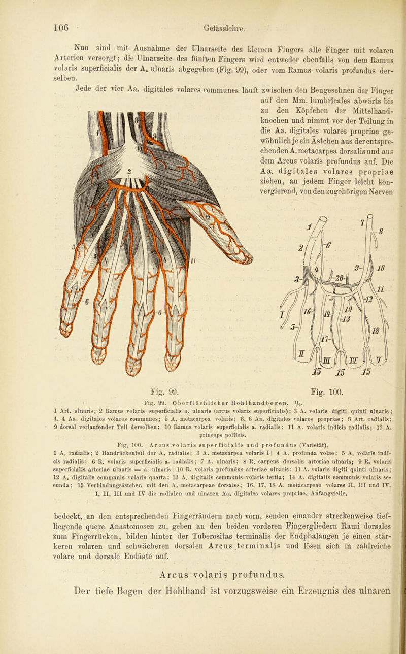 Nun sind mit Ausnahme der Ulnarseite des kleinen Fingers alle Finger mit volaren Arterien versorgt; die Ulnarseite des fünften Fingers wird entweder ebenfalls von dem Bamus volaris superficialis der A. ulnaris abgegeben (Fig. 99), oder vom Bamus volaris profundus der- selben. Jede der vier Aa. digitales volares communes läuft zwischen den Beugesehnen der Finger auf den Mm. lumbricales abwärts bis zu den Köpfchen der Mittelhand- knochen und nimmt vor der Teilung in die Aa. digitales volares propriae ge- wöhnlich je ein Ästchen aus der entspre- chenden A.metaearpea dorsalisund aus dem Arcus volaris profundus auf. Die Aa-. digitales volares propriae ziehen, an jedem Finger leicht kon- vergierend, von den zugehörigen Nerven Fig. 99. Fig. 100. Fig. 99. 0 ber fläch lieber Hob 1 h an d b o ge n. 1li. 1 Art. ulnaris; 2 Ramus volaris superficialis a. ulnaris (arcus volaris superficialis); 3 A. volaris digiti quinti ulnaris; 4, 4 Aa. digitales volares communes; 5 A. metacarpea volaris: 6, 6 Aa. digitales volares propriae; 8 Art. radialis; 9 dorsal verlaufender Teil derselben; 10 Ramus volaris superficialis a. radialis: 11 A. volaris indicis radialis; 12 A. princeps pollicis. Fig. 100. Arcus volaris superficialis und profundus (Varietät). 1 A. radialis; 2 Handrückenteil der A. radialis; 3 A. metacarpea volaris I; 4 A. profunda volae; 5 A. volaris indi- cis radialis; 6 R. volaris superficialis a. radialis; 7 A. ulnaris; 8 R. carpeus dorsalis arteriae ulnaris; 9 R. volaris superficialis arteriae ulnaris = a. ulnaris; 10 R. volaris profundus arteriae ulnaris: 11 A. volaris digiti quinti ulnaris; 12 A. digitalis communis volaris quarta; 13 A. digitalis communis volaris tertia; 14 A. digitalis communis volaris se- cunda; 15 Verbindungsästchen mit den A. metacarpeae dorsales; 16, 17, 18 A. metacarpeae volares II, III und IV. I, II, III und IV die radialen und ulnaren Aa. digitales volares propriae, Anfangsteile. bedeckt, an den entsprechenden Fingerrändern nach vorn, senden einander streckenweise tief- liegende quere Anastomosen zu, geben an den beiden vorderen Fingergliedern Bami dorsales zum Fingerrücken, bilden hinter der Tuberositas terminalis der Endphalangen je einen stär- keren volaren und schwächeren dorsalen Arcus terminalis und lösen sich in zahlreiche volare und dorsale Endäste auf. Arcus volaris profundus. Der tiefe Bogen der Hohlhand ist vorzugsweise ein Erzeugnis des ulnaren