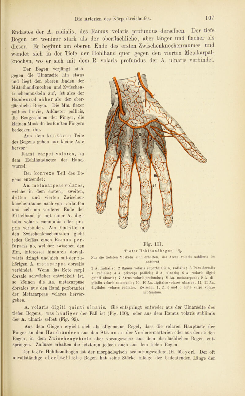 Endastes der A. radialis, des Ramus volaris profundus derselben. Der tiefe Bogen ist weniger stark als der oberflächliche, aber länger und flacher als dieser. Er beginnt am oberen Ende des ersten Zwischenknochenraumes und wendet sich in der Tiefe der Hohlhand quer gegen den vierten Metakarpal- knochen, wo er sich mit dem R. volaris profundus der A. ulnaris verbindet. Der Bogen verjüngt sich gegen die Ulnarseite hin etwas und liegt den oberen Enden der Mittelhandknochen und Zwischen- knochemnuskeln auf, ist also der Handwurzel näher als der ober- flächliche Bogen. Die Mm. flexor pollicis brevis, Adductor pollicis, die Bengesehnen der Finger, die kleinen Muskeln des fünften Fingers bedecken ihn. Aus dem konkaven Teile des Bogens gehen nur kleine Aste hervor: Rami carpei volares, zu dem Hohlhandnetze der Hand- wurzel. Der konvexe Teil des Bo- gens entsendet: Aa. metacarpeae volares, welche in dem ersten, zweiten, dritten und vierten Zwischen- knochenraume nach vorn verlaufen und sich am vorderen Ende der Mittelhand je mit einer A. digi- talis volaris communis oder pro- pria verbinden. Am Eintritte in den Zwischenknochenraum giebt jedes Gefäss einen Ramus per- forans ab, welcher zwischen den Mm. interossei hindurch dorsal- wärts dringt und sich mit der zu- hörigen A. metacarpea dorsalis verbindet. Wenn das Rete carpi dorsale schwächer entwickelt ist, so können die Aa. metacarpeae dorsales aus den Rami perforantes der Metacarpeae volares hervor- gehen. A. volaris digiti quinti ulnaris. Sie entspringt entweder aus der Ulnarseite des tiefen Bogens, was häufiger der Fall ist (Fig. 100), oder aus dem Ramus volaris sublimis der A. ulnaris selbst (Fig. 99). Aus dem Obigen ergiebt sich als allgemeine Regel, dass die volaren Hauptäste der Finger an den Handrändern aus den Stämmen der Vorderarmarterien oder aus dem tiefen Bogen, in dem Zwischengebiete aber vorzugsweise aus dem oberflächlichen Bogen ent- springen. Zuflüsse erhalten die letzteren jedoch auch aus dem tiefen Bogen. Der tiefe Hohlhandbogen ist der morphologisch bedeutungsvollere (H. Meyer). Der oft unvollständige oberflächliche Bogen hat seine Stärke infolge der bedeutenden Länge der Fig. 101. Tiefer Hohlhandbogen. 2- Nur die tiefsten Muskeln sind erhalten, der Arcus volaris sublimis ist entfernt. 1 A. radialis; 2 Ramus volaris superficialis a. radialis; 3 Pars dorsalis a. radialis; 4 A. princeps pollicis; 5 A. ulnaris; 6 A. volaris digiti quinti ulnaris; 7 Arcus volaris profundus; 8 Aa. metacarpeae; 9 A. di- gitalis volaris communis; 10, 10 Aa. digitales volares ulnares; 11, 11 Aa. digitales volares radiales. Zwischen 1,2,5 und G Rete carpi volare profundum.