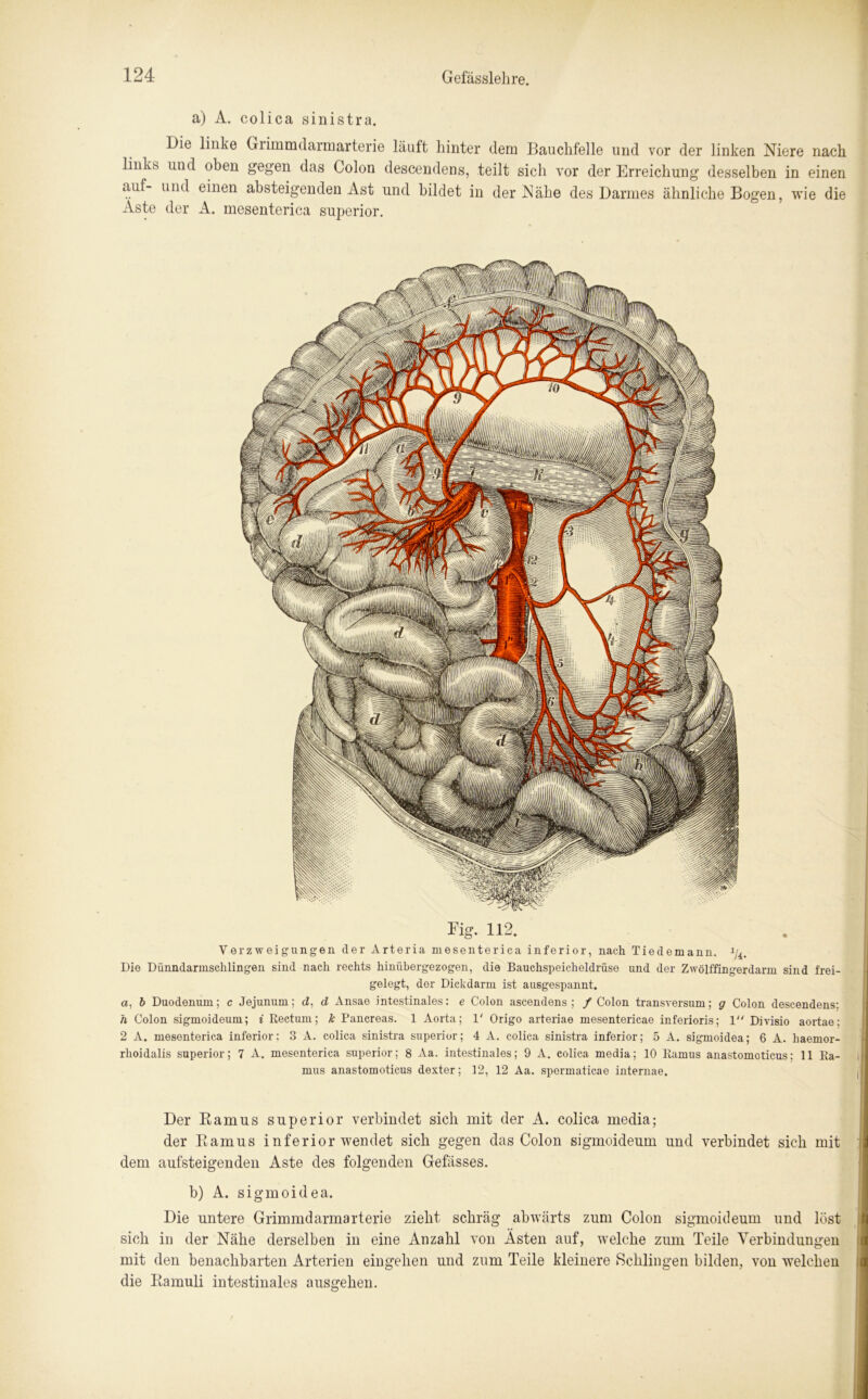 a) A. colica sinistra. Die linke Grimmdarmarterie läuft hinter dem Bauchfelle und vor der linken Niere nach links und oben gegen das Colon descendens, teilt sich vor der Erreichung desselben in einen auf- und einen absteigenden Ast und bildet in der Nähe des Darmes ähnliche Bogen, wie die Äste der A. mesenterica superior. Big. 112. Verzweigungen der Arteria mesenterica inferior, nach Tiedemann. 1ji. Die Dünndarinsclilingen sind nach rechts hinübergezogen, die Bauchspeicheldrüse und der Zwölffingerdarm sind frei- gelegt, der Dickdarm ist ausgespannt. a, b Duodenum; c Jejunum; cü, d Ansae intestinales: e Colon ascendens ; / Colon transversum; g Colon descendens; h Colon sigmoideum; i Rectum; k Pancreas. 1 Aorta; 1' Origo arteriae mesentericae inferioris; 1 Divisio aortae; 2 A. mesenterica inferior: 3 A. colica sinistra superior; 4 A. colica sinistra inferior; 5 A. sigmoidea; 6 A. liaemor- rhoidalis superior; 7 A. mesenterica superior; 8 Aa. intestinales; 9 A. colica media; 10 Ramus anastomoticus; 11 Ra- mus anastoinoticus dexter; 12, 12 Aa. spermaticae internae. Der Ramus superior verbindet sich mit der A. colica media; der Ramus inferior wendet sich gegen das Colon sigmoideum und verbindet sich mit dem aufsteigenden Aste des folgenden Gefässes. b) A. sigmoidea. Die untere Grimmdarmarterie zieht schräg abwärts zum Colon sigmoideum und löst sich in der Nähe derselben in eine Anzahl von Ästen auf, welche zum Teile Verbindungen mit den benachbarten Arterien eingehen und zum Teile kleinere Schlingen bilden, von welchen die Ramuli intestinales auserehen.
