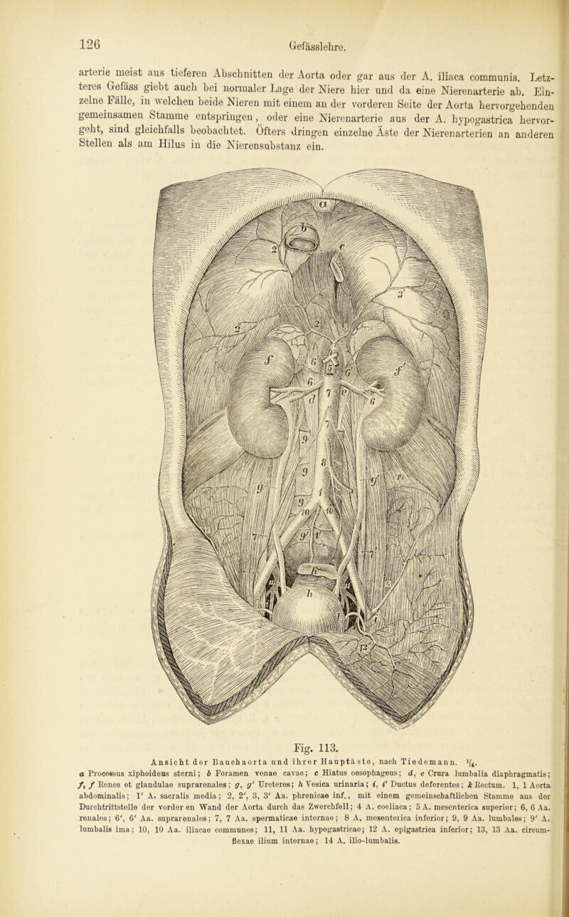 arteiie^ meist aus tieferen Abschnitten der Aorta oder gar aus der A. iliaca communis. Letz- teres Gefiiss giebt auch bei normaler Lage der Niere hier und da eine Nierenarterie ab. Ein- zelne Fälle, in welchen beide Nieren mit einem an der vorderen Seite der Aorta hervorgehenden gemeinsamen Stamme entspringen, oder eine Nierenarterie aus der A. hypogastrica hervor- geht, sind gleichfalls beobachtet. Öfters dringen einzelne Äste der Nierenarterien an anderen Stellen als am Hilus in die Nierensubstanz ein. Fig. 113. Ansicht der Bauch aorta und ihrer Hauptäste, nach Tie dem an n. 1/4. a Processus xiphoideus sterni; b Foramen venae cavae; c Hiatus oesophageus; d, e Crura lumbalia diaphragmatis; /, / Renes et glandulae suprarenales; g, g‘ Ureteres; h Yesica urinaria; i, i‘ Ductus deferentes; k Rectum. 1, 1 Aorta abdominalis; 1' A. sacralis media; 2, 2', 3, 3' Aa. phrenicae inf., mit einem gemeinschaftlichen Stamme aus der Durchtrittstelle der vorderen Wand der Aorta durch das Zwerchfell; 4 A. coeliaca; 5A. mesenterica superior; 6, 6 Aa. renales; 6', 6' Aa. suprarenales; 7, 7 Aa. spermaticae internae; 8 A. mesenteiica inferior; 9, 9 Aa. lumbales; 9' A. lumbalis ima; 10, 10 Aa. iliacae communes; 11, 11 Aa. hypogastricae; 12 A. epigastrica inferior; 13, 13 Aa. circuin- flexae ilium internae; 14 A. ilio-lumbalis.