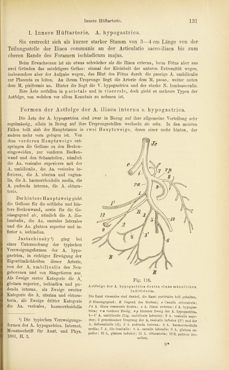 1. Innere Hüftarterie. A. hypogastrica. Sie erstreckt sich als kurzer starker Stamm von 3—4 cm Länge von der Teilungsstelle der Iliaca communis an der Articulatio sacro-iliaca bis zum oberen Rande des Foramen ischiadicum majus. Beim Erwachsenen ist sie etwas schwächer als die Iliaca externa, beim Fötus aber aus zwei Gründen das mächtigere Gefäss: einmal der Kleinheit der unteren Extremität wegen, insbesondere aber der Aufgabe wegen, das Blut des Fötus durch die paarige A. umbilicalis zur Placenta zu leiten. An ihrem Ursprünge liegt die Arterie dem M. psoas, weiter unten dem M. piriformis an. Hinter ihr liegt die V. hypogastrica und der starke N. lumbosacralis. Ihre Äste zerfallen in parietale und in viscerale, doch giebt es mehrere Typen der Astfolge, von welchen vor allem Kenntnis zu nehmen ist. Formen der Astfolge der A. iliaca interna s. hy pogastrica. Die Äste der A. hypogastrica sind zwar in Bezug auf ihre allgemeine Verteilung sehr regelmässig, allein in Bezug auf ihre Ursprungsstellen wechseln sie sehr. In den meisten Fällen teilt sich der Hauptstamm in i|‘ andere mehr vorn gelegen ist. Von dem vorderen Hauptzweige ent- springen die Gefässe zu den Becken- eingeweiden, zur vorderen Becken- n wand und den Schamteilen, nämlich die Aa. vesicales superiores mit der A. umbilicalis, die Aa. vesicales in- feriores, die A. uterina und vagina- lis, die A. haemorrhoidalis media, die A. pudenda interna, die A. obtura- I toria. Der hintere Hauptzweig giebt die Gefässe für die seitliche und hin- tere Beckenwand, sowie für die Ge- sässgegend ab, nämlich die A. ilio- lumbalis, die Aa. sacrales laterales und die Aa. glutaea superior und in- 91 ferior s. ischiadica. Jastschinskyx) ging bei einer Untersuchung der typischen Verzweigungsformen der A. hypo- gastrica, in richtiger Erwägung der | Eigentümlichkeiten dieser Arterie, von der A. umbilicalis des Neu- geborenen und von Säugetieren aus Als Zweige erster Kategorie die A# glutaea superior, ischiadica und pu- denda interna, als Zweige zweiter Kategorie die A. uterina und obtura- toria, als Zweige dritter Kategorie die Aa. vesicales, haemorrhoidalis b Die typischen Verzweigungs- formen der A. hypogastrica. Internat. Monatsschrift für Anat. und Phys. U 1891, H. 3. uptzweige, deren einer mehr hinten, der Fig. 116. Astfolge der A. hypogastrica dextra eines männlichen Individuum. Die Rami viscerales sind dunkel, die Rami parietales hell gehalten. B Blasengegend; R Gegend des Rectum; o Canalis obturatoris; Je A. iliaca communis dextra; e A. iliaca externa; i A. hypogas- trica; ra vordorer Zweig, rp hinterer Zweig der A. hypogastrica. 1—1' A. umbilicalis (Lig. umbilicale laterale); 2 A. vesicalis supe- rior; 3 gemeinsamer Ursprung der A. vesicalis inferior (3') und der A. deferentialis (4); 5 A. pudenda interna; G A. haemorrhoidalis media; 7 A. ilio-lumbalis; 8 A. sacralis lateralis; 9 A. glutaea su- perior; 10 A. glutaea inferior; 11 A. obturatoria; 12 R. pubicus der- selben. 9*