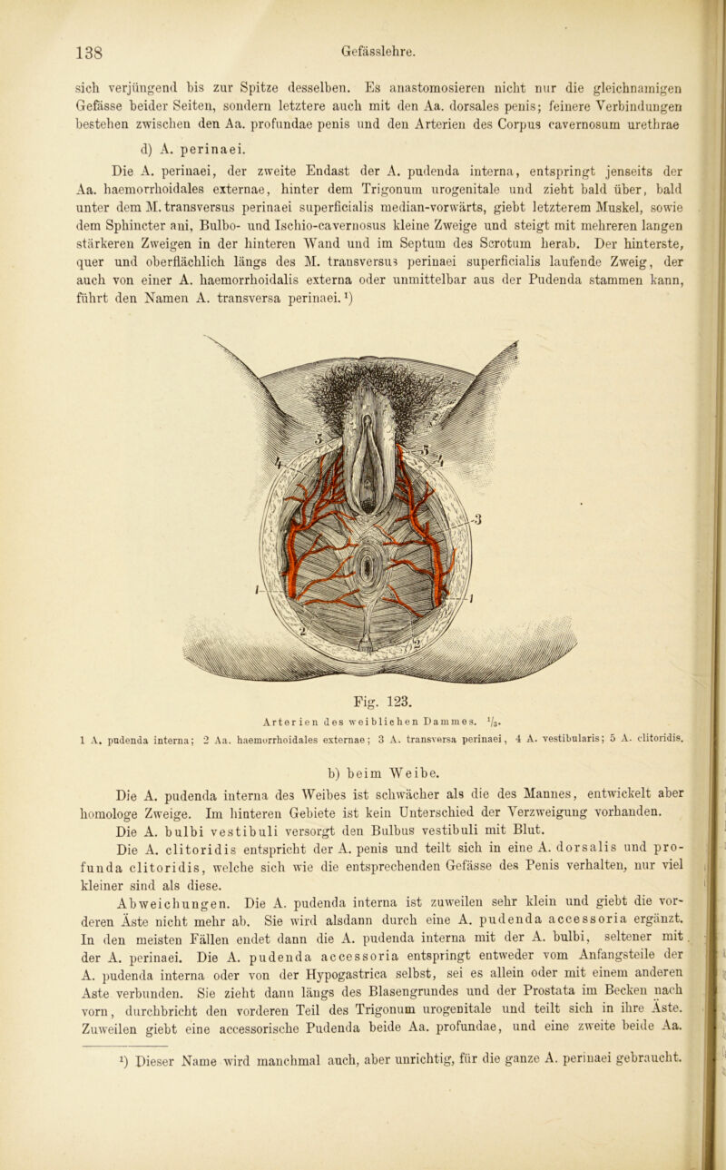 sich verjüngend bis zur Spitze desselben. Es anastomosieren nicht nur die gleichnamigen Gefässe beider Seiten, sondern letztere auch mit den Aa. dorsales penis; feinere Verbindungen bestehen zwischen den Aa. profundae penis und den Arterien des Corpus cavernosum urethrae d) A. perinaei. Die A. perinaei, der zweite Endast der A. pudenda interna, entspringt jenseits der Aa. haemorrhoidales externae, hinter dem Trigonum urogenitale und zieht bald über, bald unter dem M. transversus perinaei superficialis median-vorwärts, giebt letzterem Muskel, sowie dem Sphincter ani, Bulbo- und Ischio-cavernosus kleine Zweige und steigt mit mehreren langen stärkeren Zweigen in der hinteren Wand und im Septum des Scrotum herab. Der hinterste, quer und oberflächlich längs des M. transversus perinaei superficialis laufende Zweig, der auch von einer A. haemorrhoidalis externa oder unmittelbar aus der Pudenda stammen kann, führt den Namen A. transversa perinaei.*) Fig. 123. Arterien des weiblichen Dammes. Vs. 1 A. pudenda interna; 2 Aa. haemorrhoidales externae; 3 A. transversa perinaei, 4 A. vestibularis; 5 A. clitoridis. b) beim Weibe. Die A. pudenda interna de3 Weibes ist schwächer als die des Mannes, entwickelt aber homologe Zweige. Im hinteren Gebiete ist kein Unterschied der Verzweigung vorhanden. Die A. bulbi vestibuli versorgt den Bulbus vestibuli mit Blut. Die A. clitoridis entspricht der A. penis und teilt sich in eine A. dorsalis und pro- funda clitoridis, welche sich wie die entsprechenden Gefässe des Penis verhalten, nur viel kleiner sind als diese. Abweichungen. Die A. pudenda interna ist zuweilen sehr klein und giebt die vor- deren Äste nicht mehr ab. Sie wird alsdann durch eine A. pudenda accessoria ergänzt. In den meisten Fällen endet dann die A. pudenda interna mit der A. bulbi, seltener mit der A. perinaei. Die A. pudenda accessoria entspringt entweder vom Anfangsteile der A. pudenda interna oder von der Hypogastrica selbst, sei es allein oder mit einem anderen Aste verbunden. Sie zieht dann längs des Blasengrundes und der Prostata im Becken nach vorn, durchbricht den vorderen Teil des Trigonum urogenitale und teilt sich in ihre Aste. Zuweilen giebt eine accessorische Pudenda beide Aa. profundae, und eine zweite beide Aa. x) Dieser Name wird manchmal auch, aber unrichtig, für die ganze A. perinaei gebraucht.