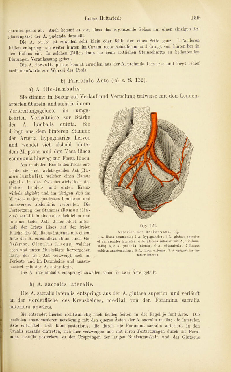 dorsales penis ab. Auch kommt es vor, dass das ergänzende Gefäss nur einen einzigen Er- gänzungsast der A. pudenda darstellt. Die A. bulbi ist zuweilen sehr klein oder fehlt der einen Seite ganz. In'anderen Fällen entspringt sie weiter hinten im C’avum recto-ischiadicum und dringt von hinten her in den Bulbus ein. In solchen Fällen kann sie beim seitlichen Steinschnitte zu bedeutenden Blutungen Veranlassung geben. Die A. dorsalis penis kommt zuweilen aus der A. profunda l'emoris und biegt schief median-aufwärts zur Wurzel des Penis. b) Parietale Äste (a) s. S. 132). a) A. ilio-lumbalis. Sie stimmt in Bezug auf Verlauf und Verteilung teilweise mit den Lenden- arterien überein und steht in ihrem Verbreitungsgebiete im umge- kehrten Verhältnisse zur Stärke der A. lumbalis quinta. Sie dringt aus dem hinteren Stamme der Arteria hypogastrica hervor und wendet sich alsbald hinter dem M. psoas und den Vasa iliaca communia hinweg zur Fossa iliaca. Am medialen Bande des Psoas ent- sendet sie einen aufsteigenden Ast (Ba- rn us lumbalis), welcher einen Bamus spinalis in das Zwischenwirbelloch des fünften Lenden- und ersten Kreuz- wirbels abgiebt und im übrigen sich im M. psoas major, quadratus lumborum und transversus abdominis verbreitet. Die Fortsetzung des Stammes (Bamus ilia- cus) zerfällt in einen oberflächlichen und in einen tiefen Ast. Jener bildet unter- halb der Crista iliaca auf der freien Fläche des M. iliacus internus mit einem Aste der A. circumflexa ilium einen Ge- fässkranz, Circulus iliacus, welcher oben und unten Muskeläste hervorgehen lässt; der tiefe Ast verzweigt sich im Perioste und im Darmbeine und anasto- mosiert mit der A. obturatoria. Die A. ilio-lumbalis entspringt zuweilen schon in zwei Aste geteilt. b) A. sacralis lateralis. Die A. sacralis lateralis entspringt aus der A. glutaea superior und verläuft an der Vorderfläche des Kreuzbeines, medial von den Foramina sacralia anteriora abwärts. Sie entsendet hierbei rechtwinkelig nach beiden Seiten in der Begel je fünf Äste. Die medialen anastomosieren netzförmig mit den queren Ästen der A. sacralis media; die lateralen Äste entwickeln teils Bami posteriores, die durch die Foramina sacralia anteriora in den Canalis sacralis eintreten, sich hier verzweigen und mit ihren Fortsetzungen durch die Fora- mina sacralia posteriora zu den Ursprüngen der langen Bückenmuskeln und des Glutaeus Fig. 124. Arterien der Beckenwand. 1ji. 1 A. iliaca communis; 2 A. hypogastrica; 3 A. glutaea superior et aa. sacrales laterales; 4 A. glutaea inferior mit A. ilio-lum- balis; 5, 5 A. pudenda interna; 6 A. obturatoria; 7 Ramus pubicus anastomoticus; 8 A. iliaca externa; 9 A. epigastrica in- ferior interna.