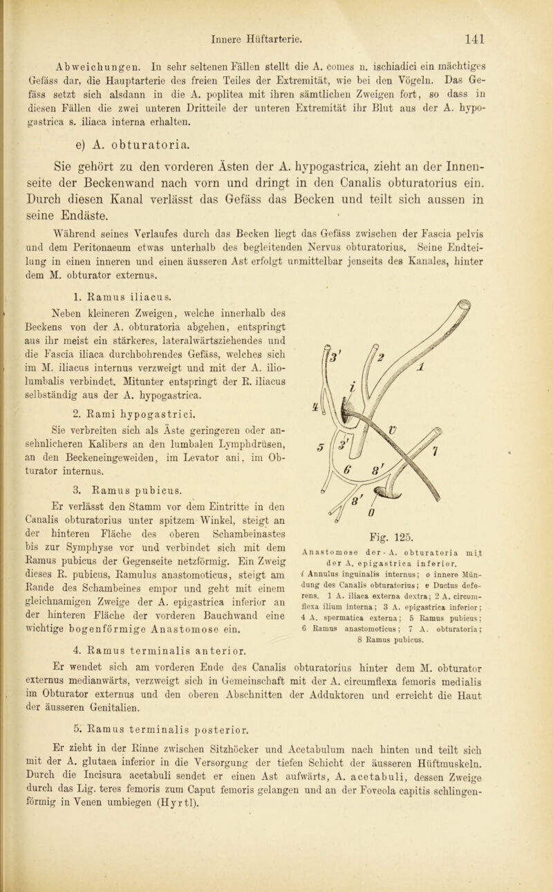 Ab weichungen. In sehr seltenen Fällen stellt die A. comes n. ischiadici ein mächtiges Gefäss dar, die Hauptarterie des freien Teiles der Extremität, wie bei den Vögeln. Das Ge- fäss setzt sich alsdann in die A. poplitea mit ihren sämtlichen Zweigen fort, so dass in diesen Fällen die zwei unteren Dritteile der unteren Extremität ihr Blut aus der A. hypo- gastrica s. iliaca interna erhalten. e) A. obturatoria. Sie gehört za den vorderen Ästen der A. hypogastriea, zieht an der Innen- seite der Beckenwand nach vorn und dringt in den Canalis obturatorius ein. Durch diesen Kanal verlässt das Gefäss das Becken und teilt sich aussen in seine Endäste. Während seines Verlaufes durch das Becken liegt das Gefäss zwischen der Fascia pelvis und dem Peritonaeum etwas unterhalb des begleitenden Nervus obturatorius. Seine Endtei- lung in einen inneren und einen äusseren Ast erfolgt unmittelbar jenseits des Kanales, hinter dem M. obturator externus. 1. Ramus iliacus. Neben kleineren Zweigen, welche innerhalb des Beckens von der A. obturatoria abgehen, entspringt aus ihr meist ein stärkeres, lateralwärtsziehendes und die Fascia iliaca durchbohrendes Gefäss, welches sich im M. iliacus internus verzweigt und mit der A. ilio- lumbalis verbindet. Mitunter entspringt der R. iliacus selbständig aus der A. hypogastriea. 2. Rami hypogastrici. Sie verbreiten sich als Äste geringeren oder an- sehnlicheren Kalibers an den lumbalen Lymphdrüsen, an den Beckeneingeweiden, im Levator ani, im Ob- turator internus. 3. Ramus pubicus. Er verlässt den Stamm vor dem Eintritte in den Canalis obturatorius unter spitzem Winkel, steigt an der hinteren Fläche des oberen Schambein astes bis zur Symphyse vor und verbindet sich mit dem Ramus pubicus der Gegenseite netzförmig. Ein Zweig dieses R. pubicus, Ramulus anastomoticus, steigt am Rande des Schambeines empor und geht mit einem gleichnamigen Zweige der A. epigastrica inferior an der hinteren Fläche der vorderen Bauch wand eine wichtige bogenförmige Anastomose ein. 4. Ramus terminalis anterior. Fig. 125. Anastomose dor-A. obturatoria mit der A. epigastrica inferior. i Annulus inguinalis internus; o innere Mün- dung des Canalis obturatorius; v Ductus defe- rens. 1 A. iliaca externa dextra; 2 A. circum- ilexa iliuni interna; 3 A. epigastrica inferior; 4 A. spermatica externa; 5 Ramus pubicus; 6 Ramus anastomoticus; 7 A. obturatoria; 8 Ramus pubicus. Er wendet sich am vorderen Ende des Canalis obturatorius hinter dem M. obturator externus medianwärts, verzweigt sich in Gemeinschaft mit der A. circumflexa femoris medialis im Obturator externus und den oberen Abschnitten der Adduktoren und erreicht die Haut der äusseren Genitalien. 5. Ramus terminalis posterior. Er zieht in der Rinne zwischen Sitzhöcker und Acetabulum nach hinten und teilt sich mit der A. glutaea inferior in die Versorgung der tiefen Schicht der äusseren Hüftmuskeln. Durch die Incisura acetabuli sendet er einen Ast aufwärts, A. acetabuli, dessen Zweige durch das Lig. teres femoris zum Caput femoris gelangen und an der Foveola capitis sehlingen- förmig in Venen umbiegen (Hyrtl).